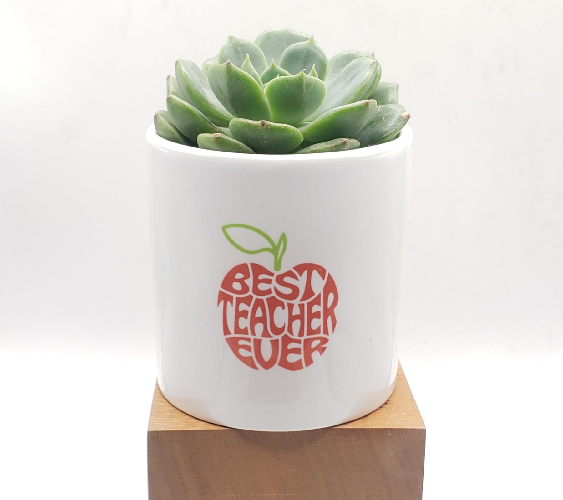 Best Teacher Ever Succulent Gift-SayIt-The Succulent Source