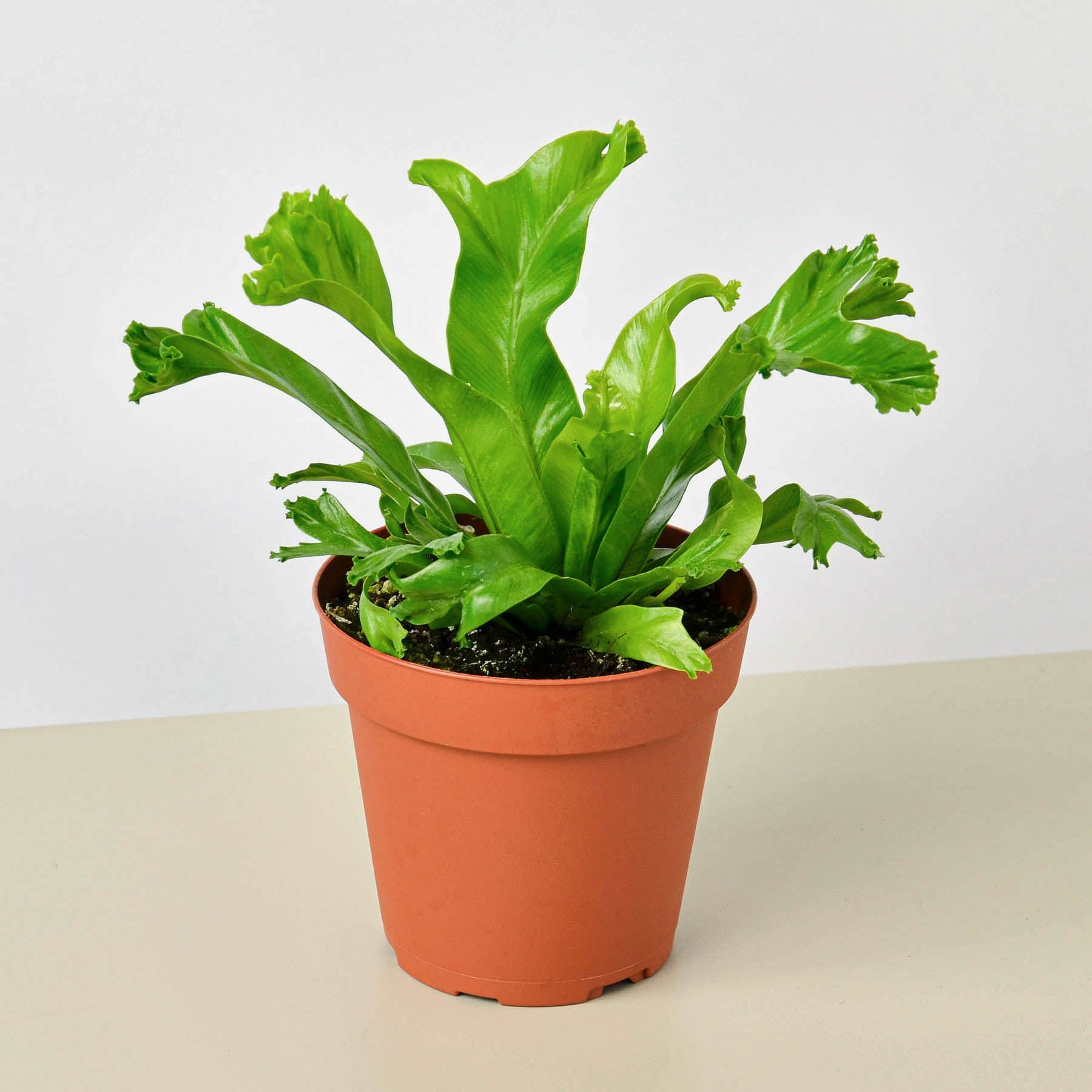 Bird’s Nest 'Leslie' Fern-Indoor Plants-The Succulent Source