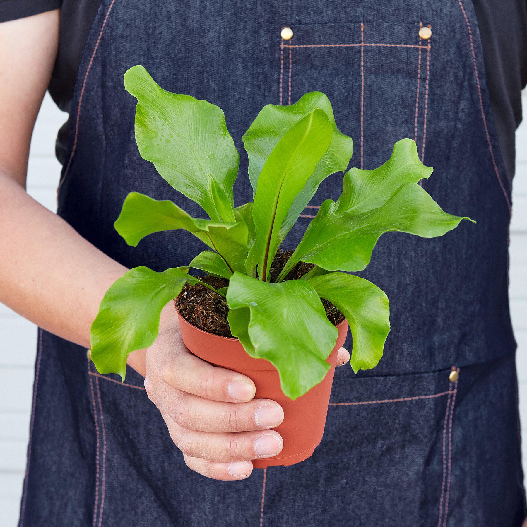 Bird's Nest 'Nidus' Fern-Indoor Plants-The Succulent Source