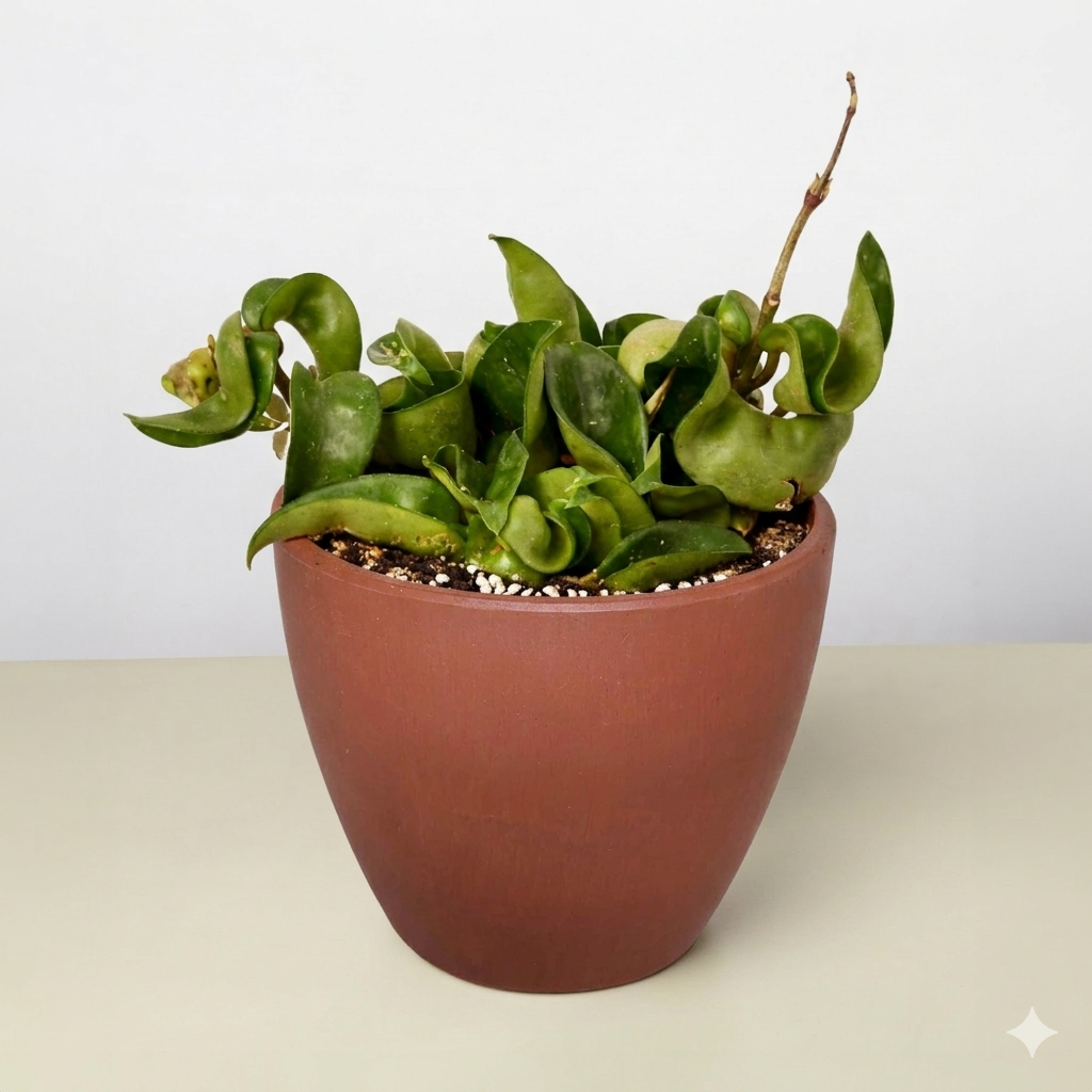 Bird's Nest 'Nidus' Fern-Indoor Plants-The Succulent Source