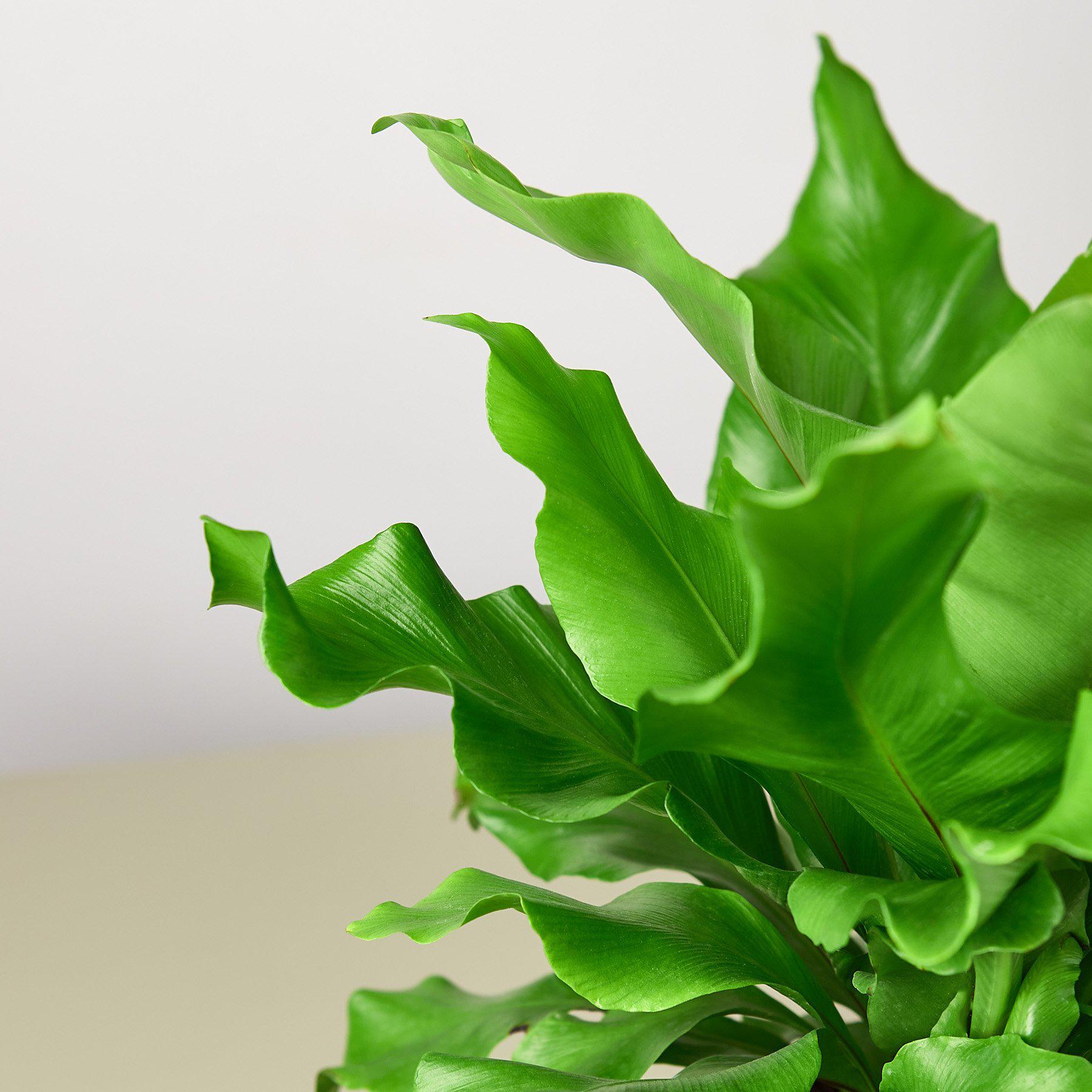 Bird's Nest 'Nidus' Fern-Indoor Plants-The Succulent Source