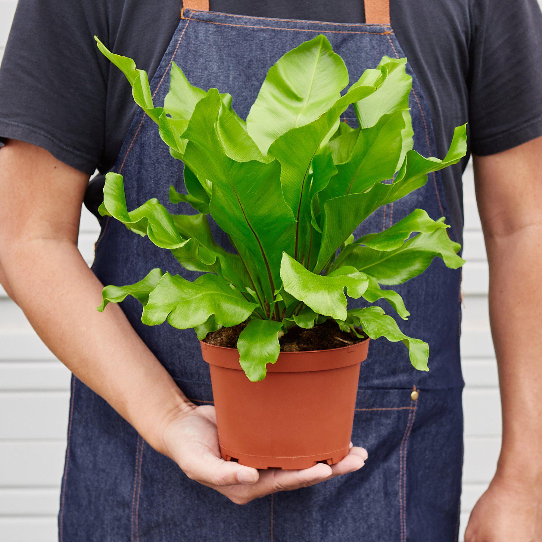 Bird's Nest 'Nidus' Fern-Indoor Plants-The Succulent Source