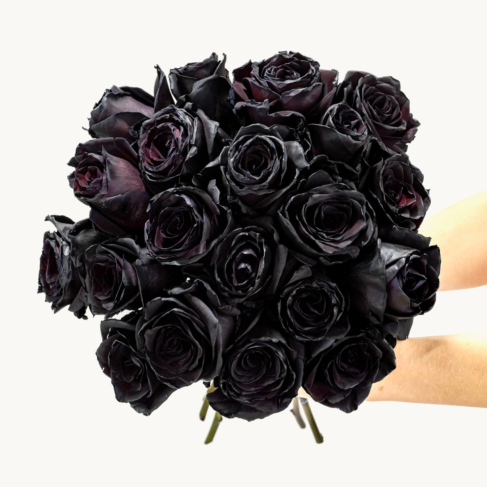 Black Velvet-The Succulent Source