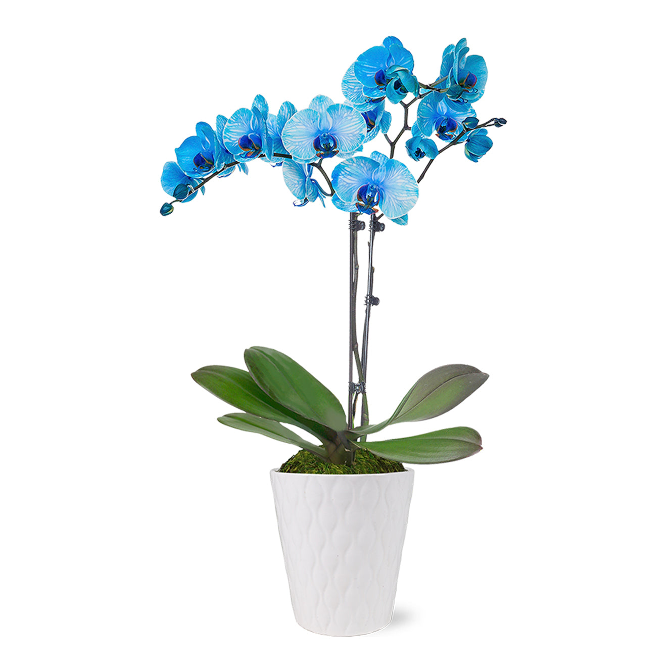Blue Orchid-The Succulent Source