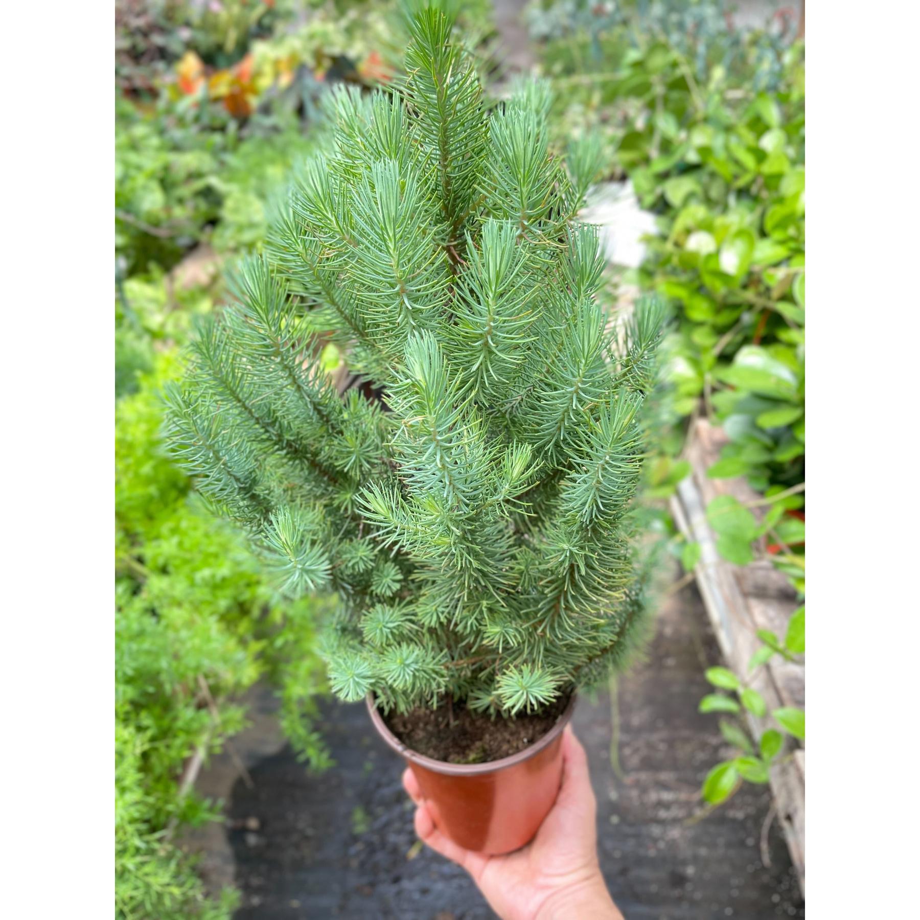 Blue Pine Trees-Indoor Plants-The Succulent Source