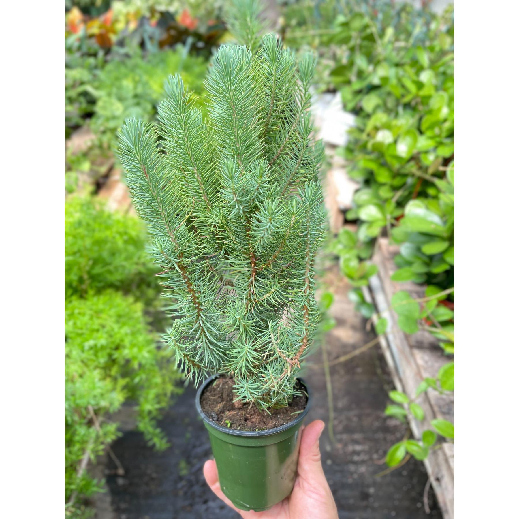 Blue Pine Trees-Indoor Plants-The Succulent Source