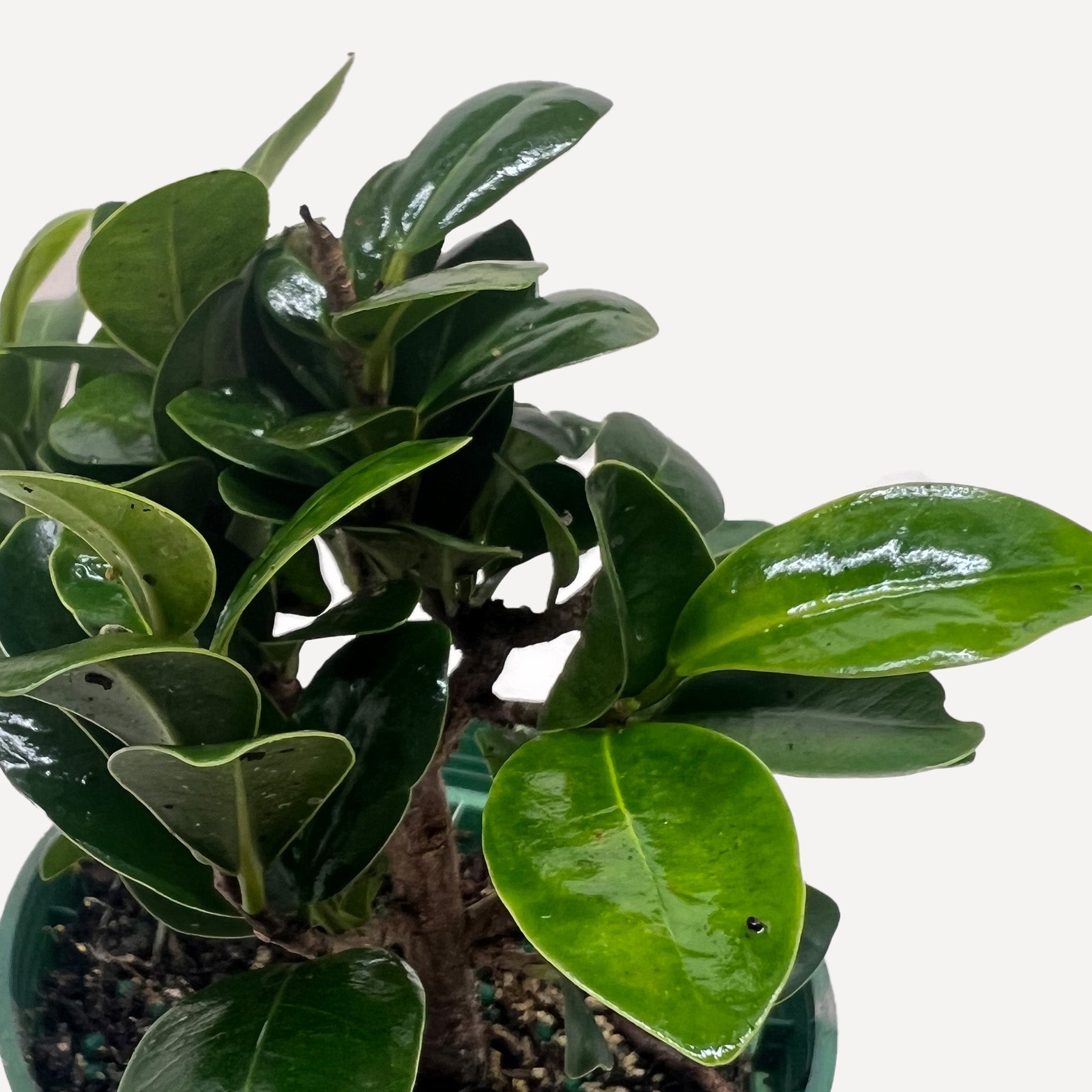 Bonsai Ficus Compacta-The Succulent Source