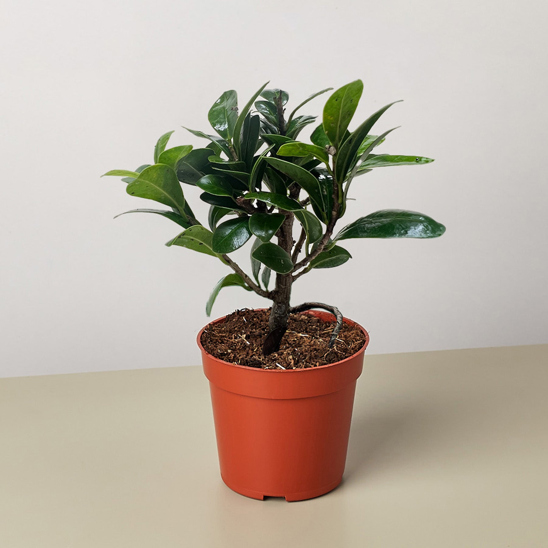 Bonsai Ficus Compacta-The Succulent Source