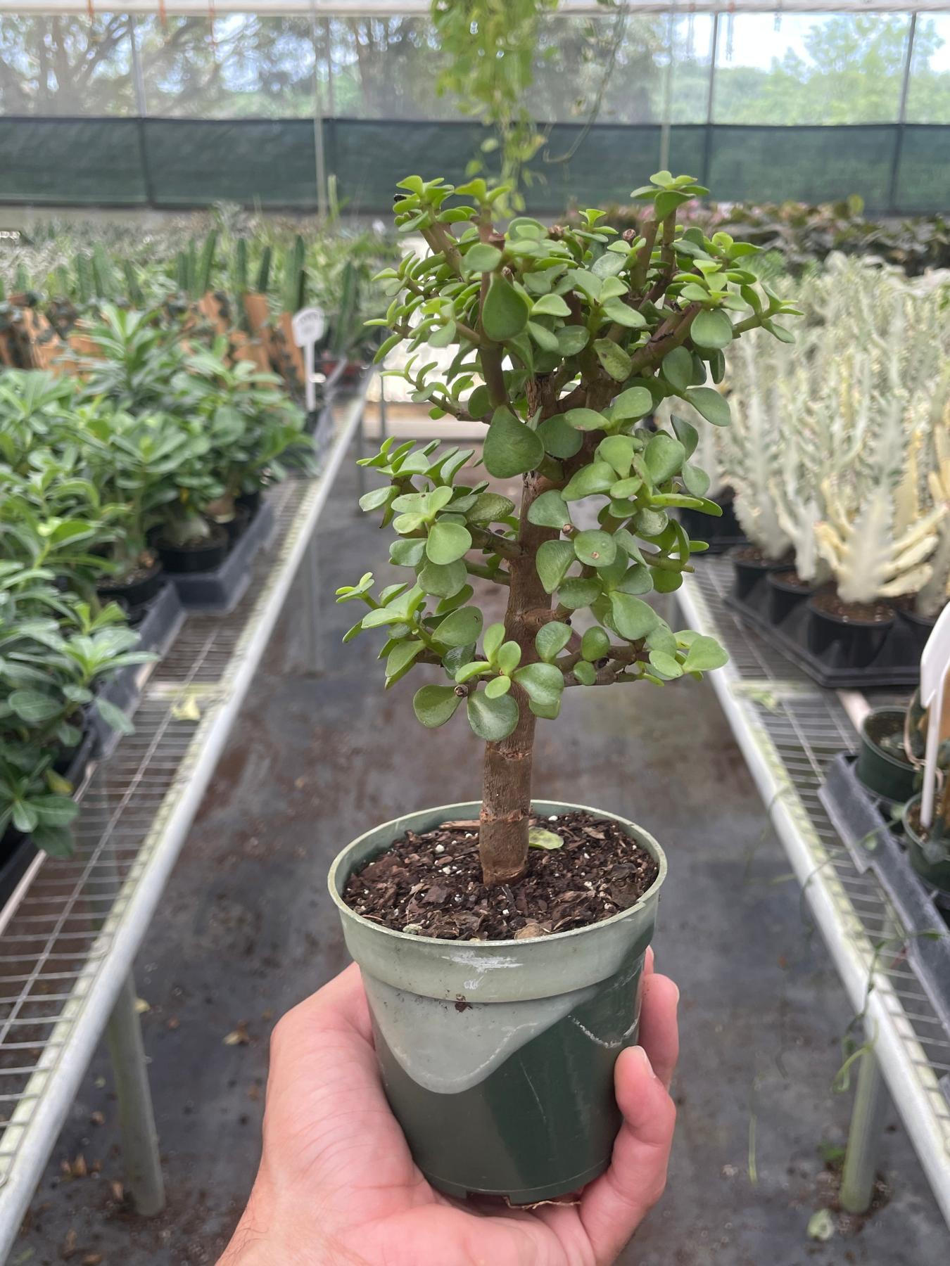succulent bonsai tree Bonsai Jade Dwarf Green