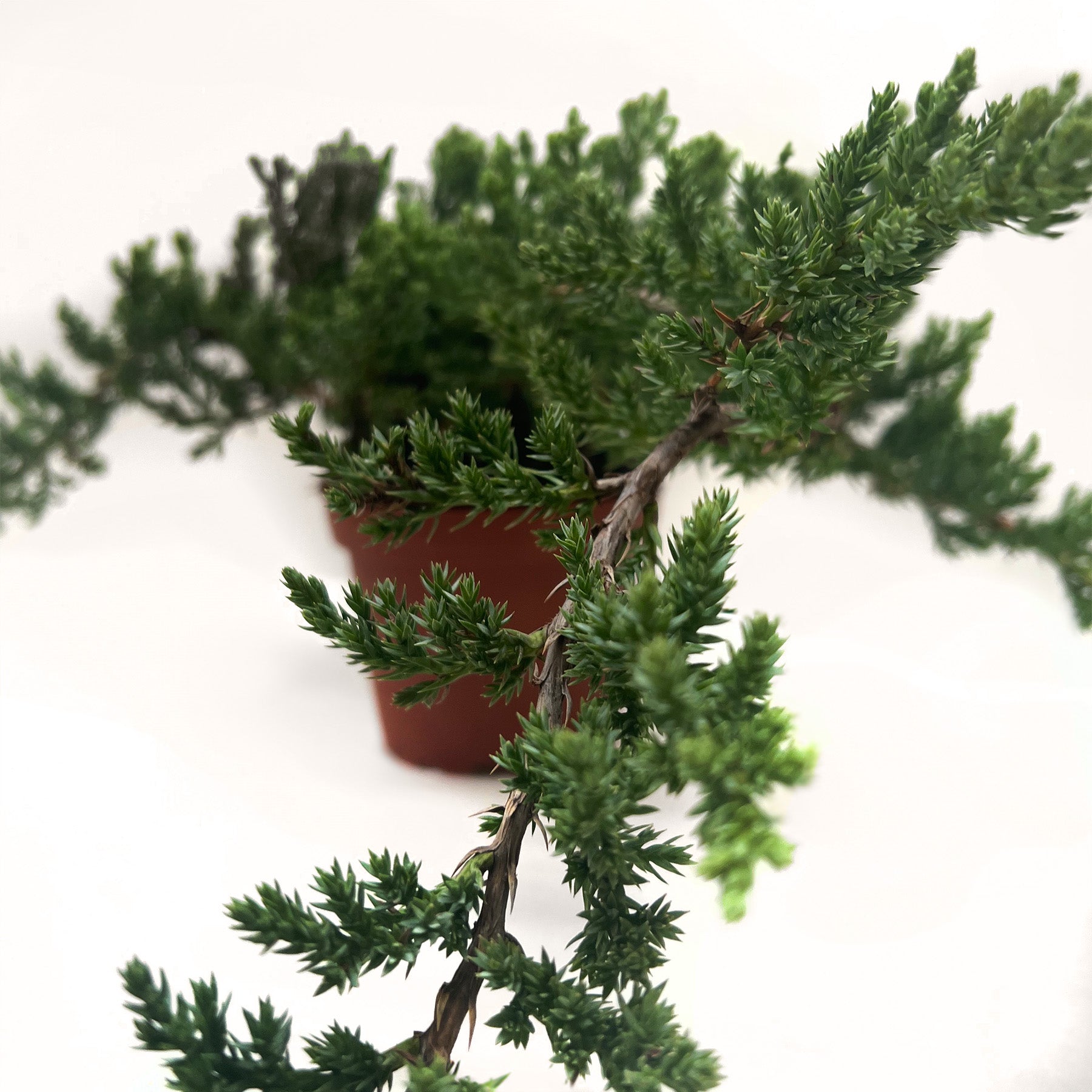 Bonsai Juniper-The Succulent Source