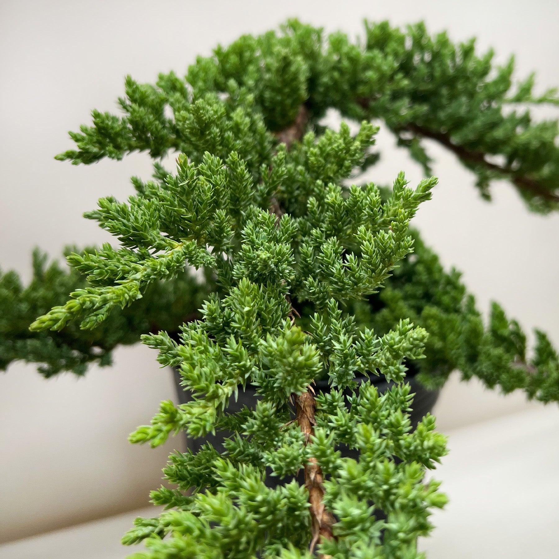 Bonsai Juniper-The Succulent Source