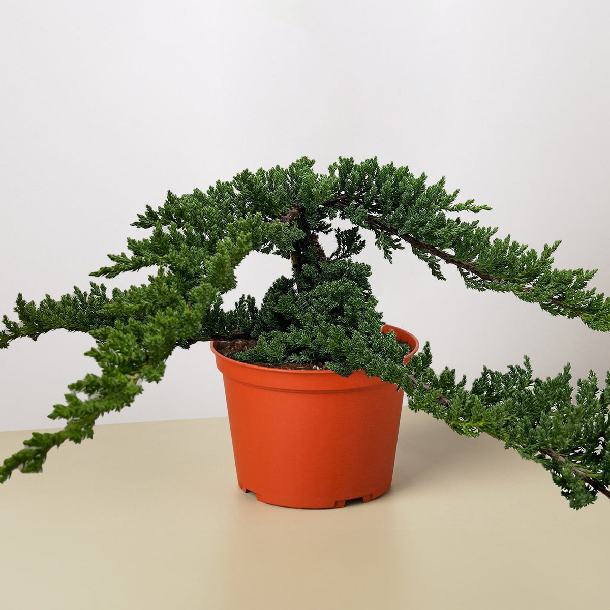 Bonsai Juniper-The Succulent Source