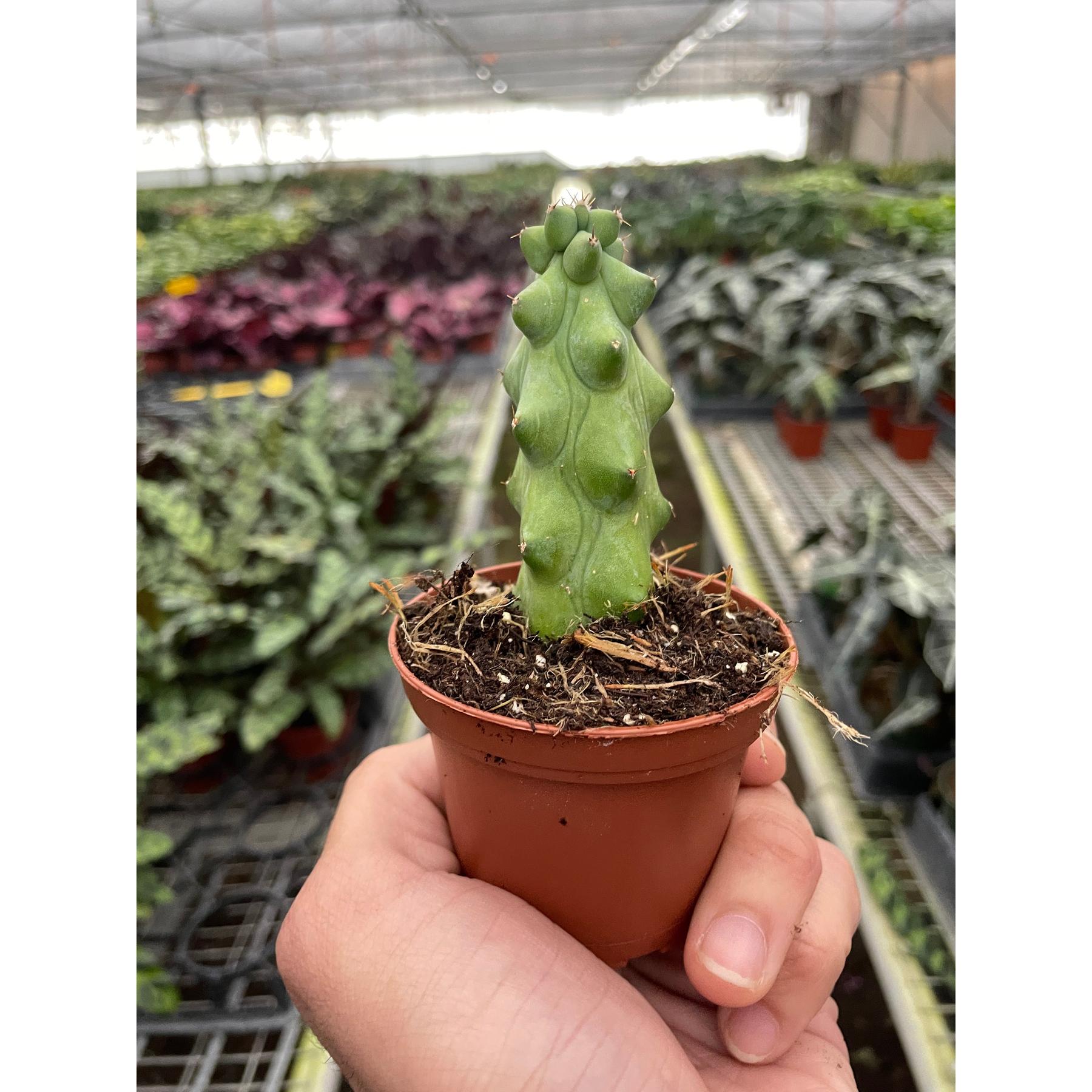 Boobie Cactus-Indoor Plants-The Succulent Source