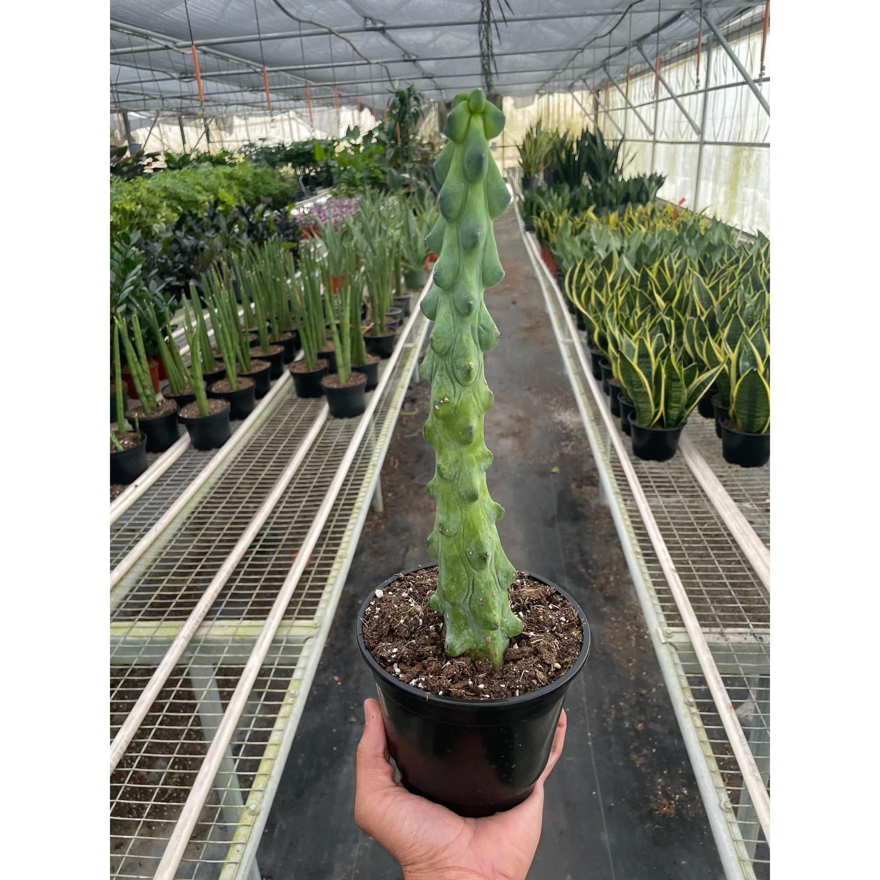 Boobie Cactus-Indoor Plants-The Succulent Source