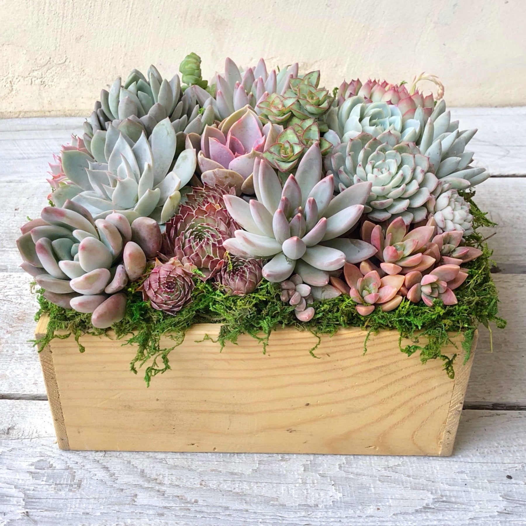 succulent planter box centerpiece Chloe Succulent Arrangement