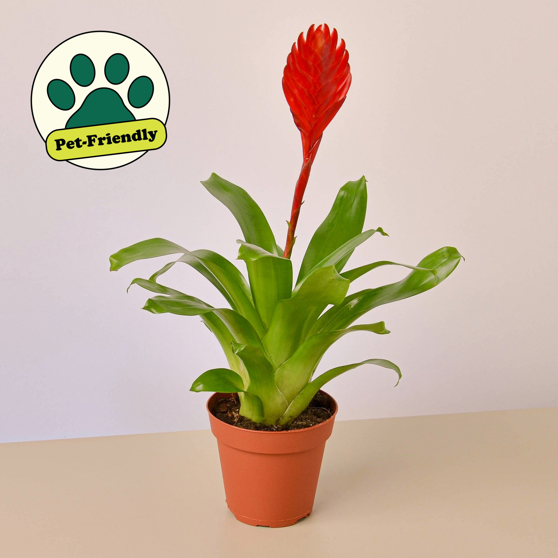 Bromeliad 'Christiane'-Indoor Plants-The Succulent Source