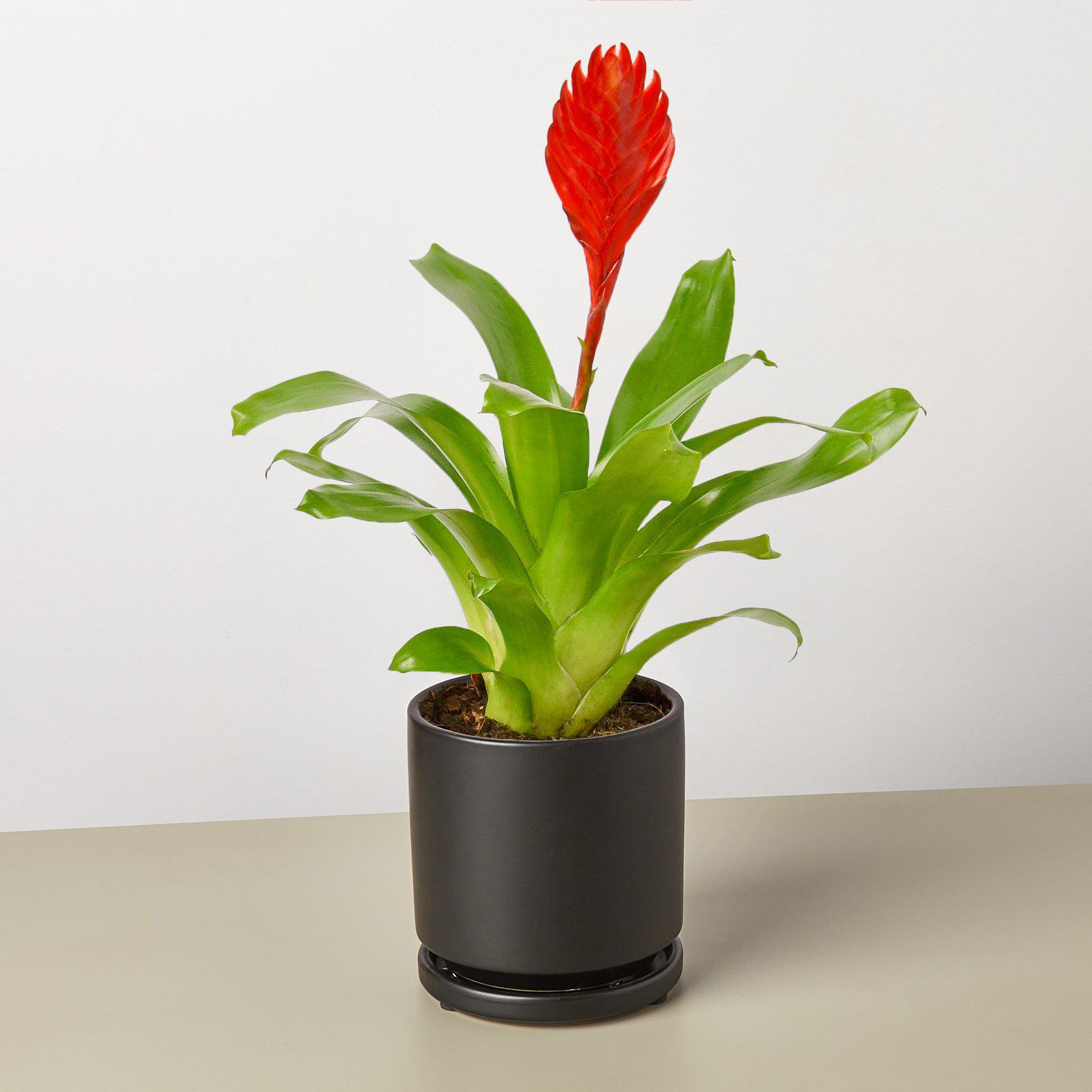 Bromeliad 'Christiane'-Indoor Plants-The Succulent Source