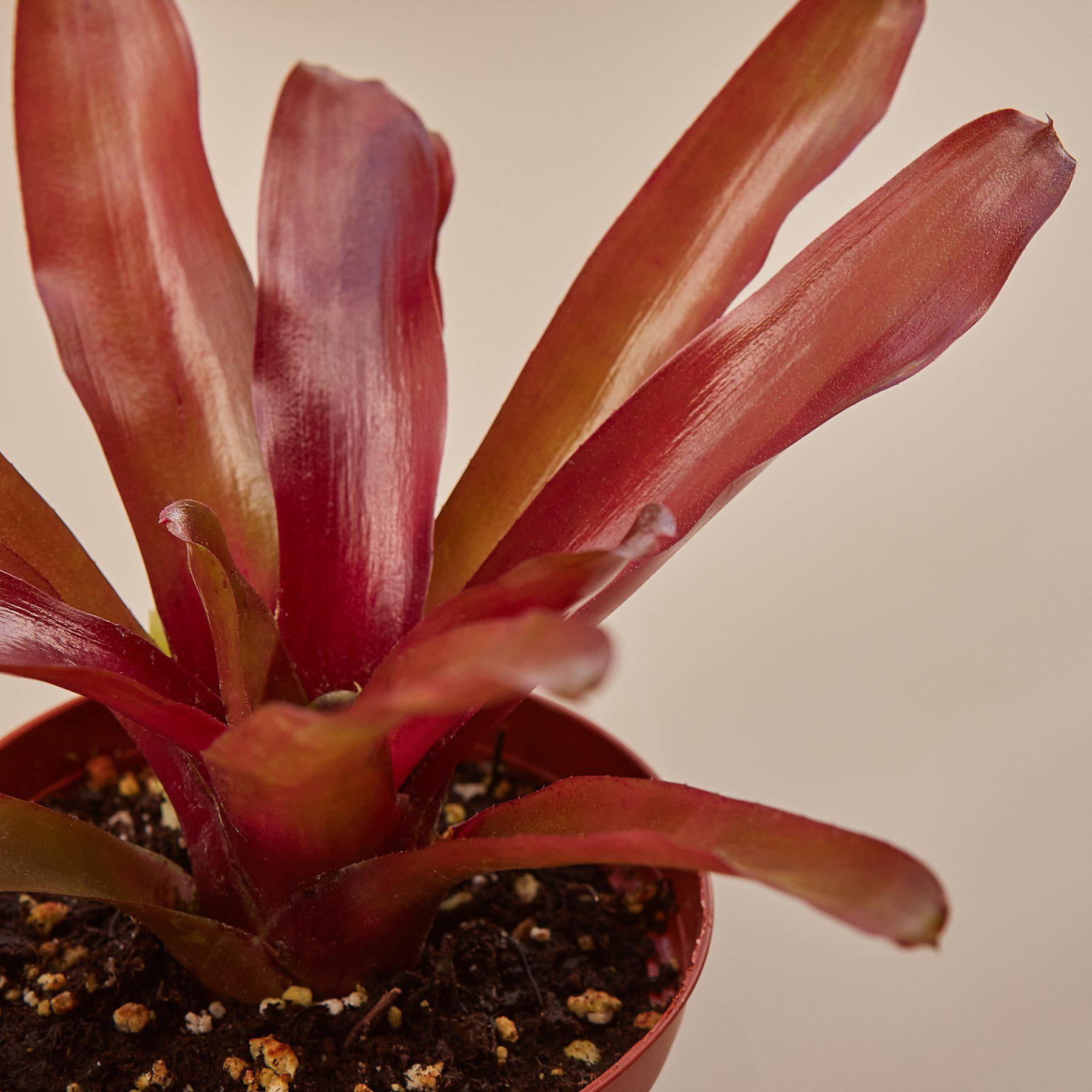 Bromeliad 'Fireball'-Indoor Plants-The Succulent Source
