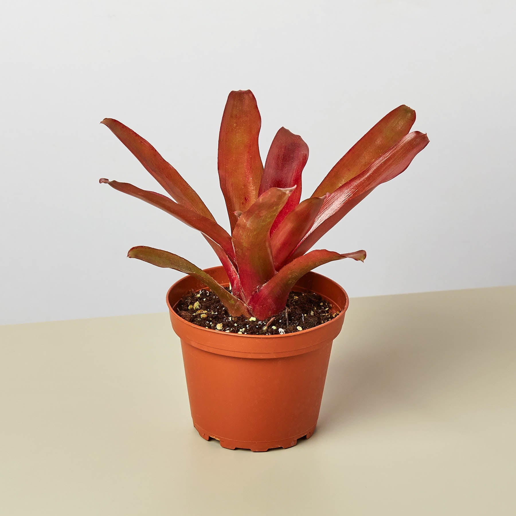 Bromeliad 'Fireball'-Indoor Plants-The Succulent Source