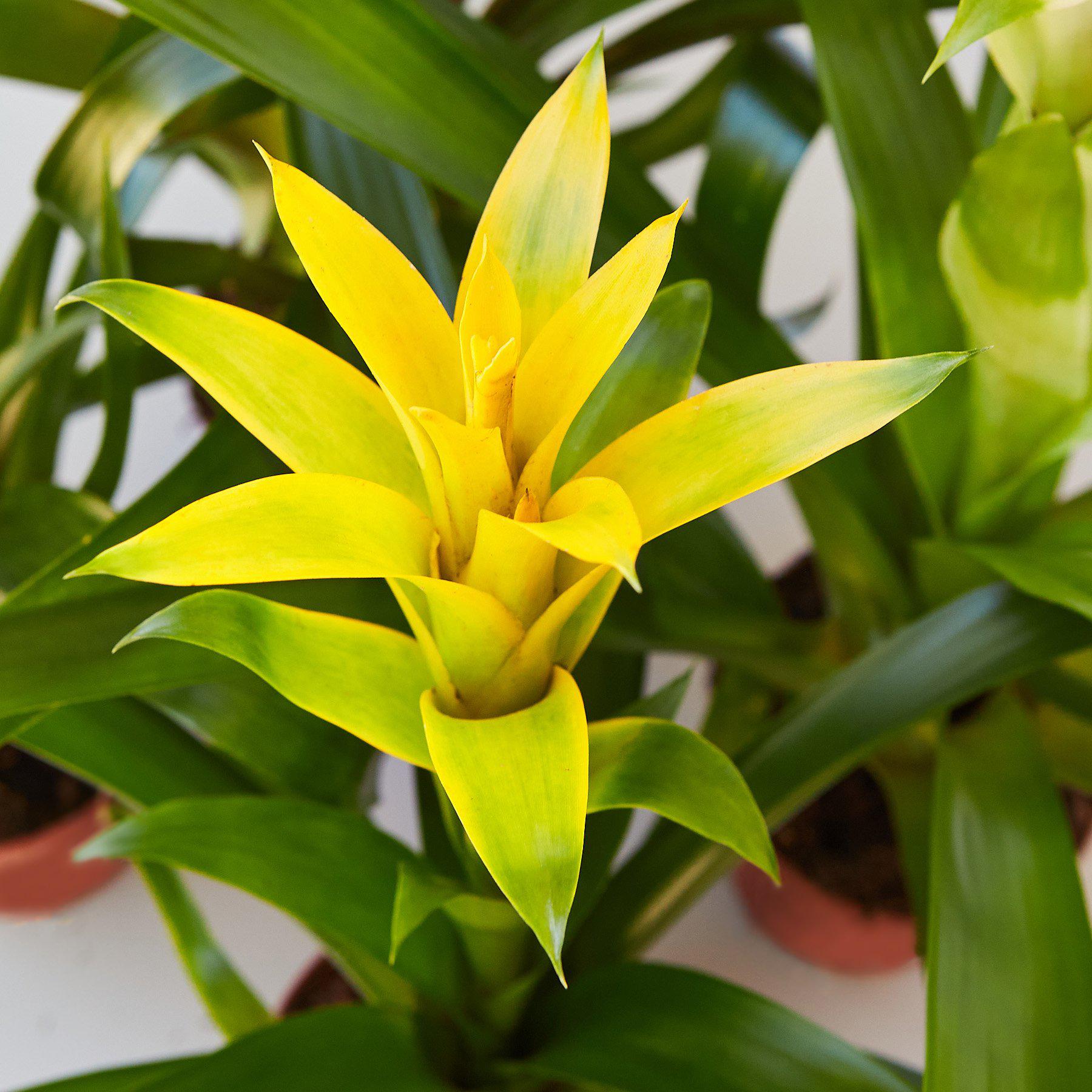 Bromeliad Guzmania 'Yellow' - 4" Pot-Indoor Plants-The Succulent Source