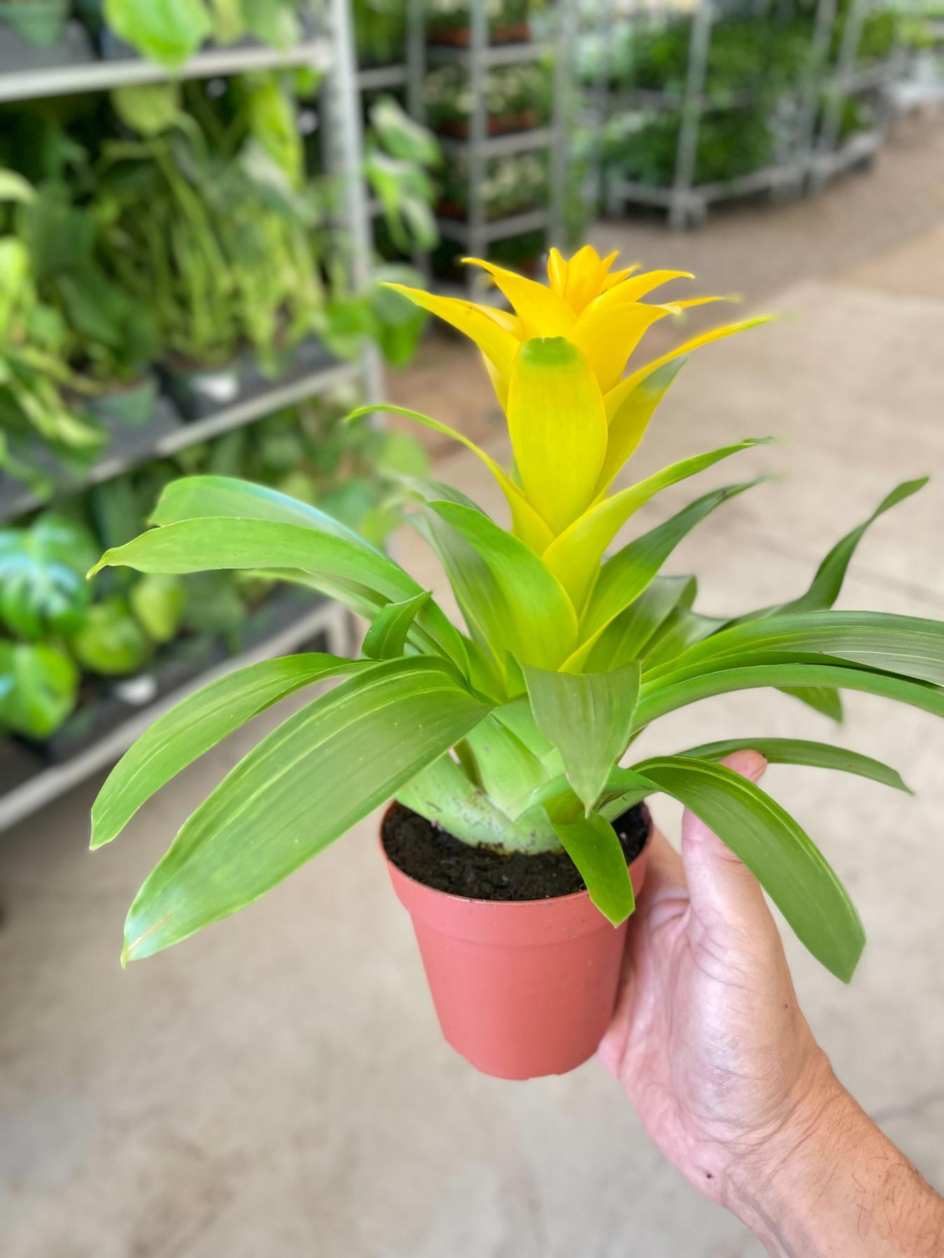 Bromeliad Guzmania 'Yellow' - 4" Pot-Indoor Plants-The Succulent Source