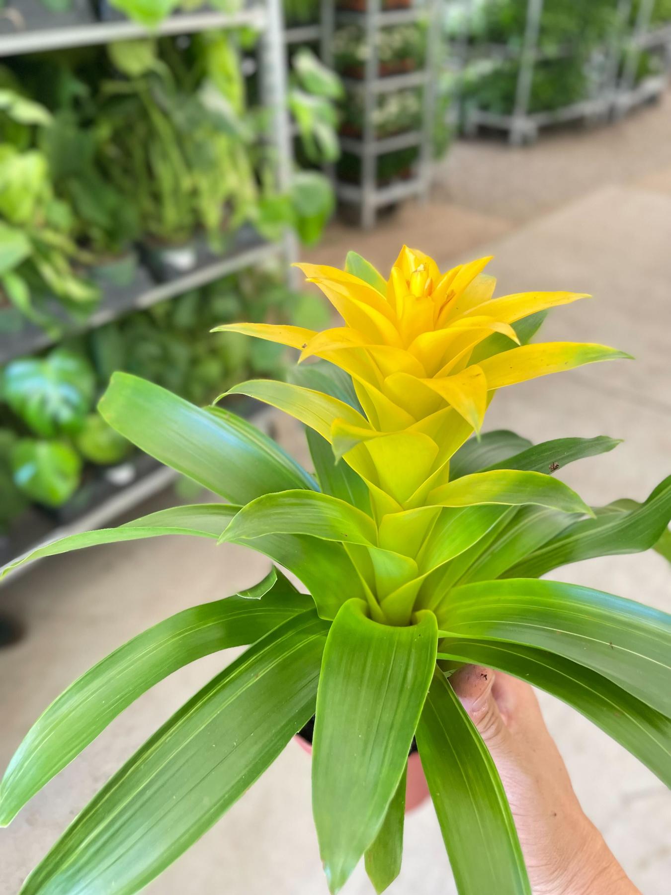Bromeliad Guzmania 'Yellow' - 4" Pot-Indoor Plants-The Succulent Source