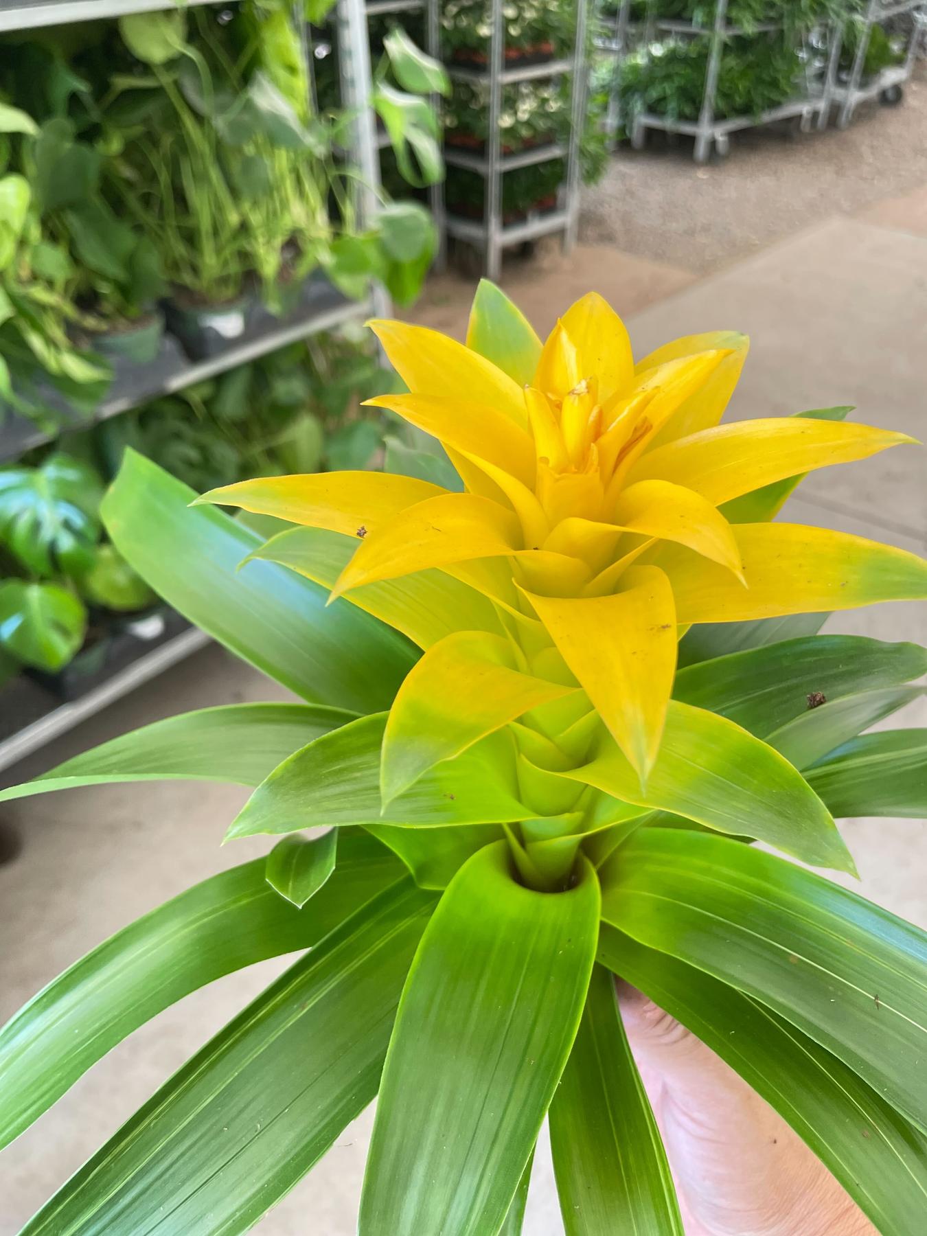 Bromeliad Guzmania 'Yellow' - 4" Pot-Indoor Plants-The Succulent Source