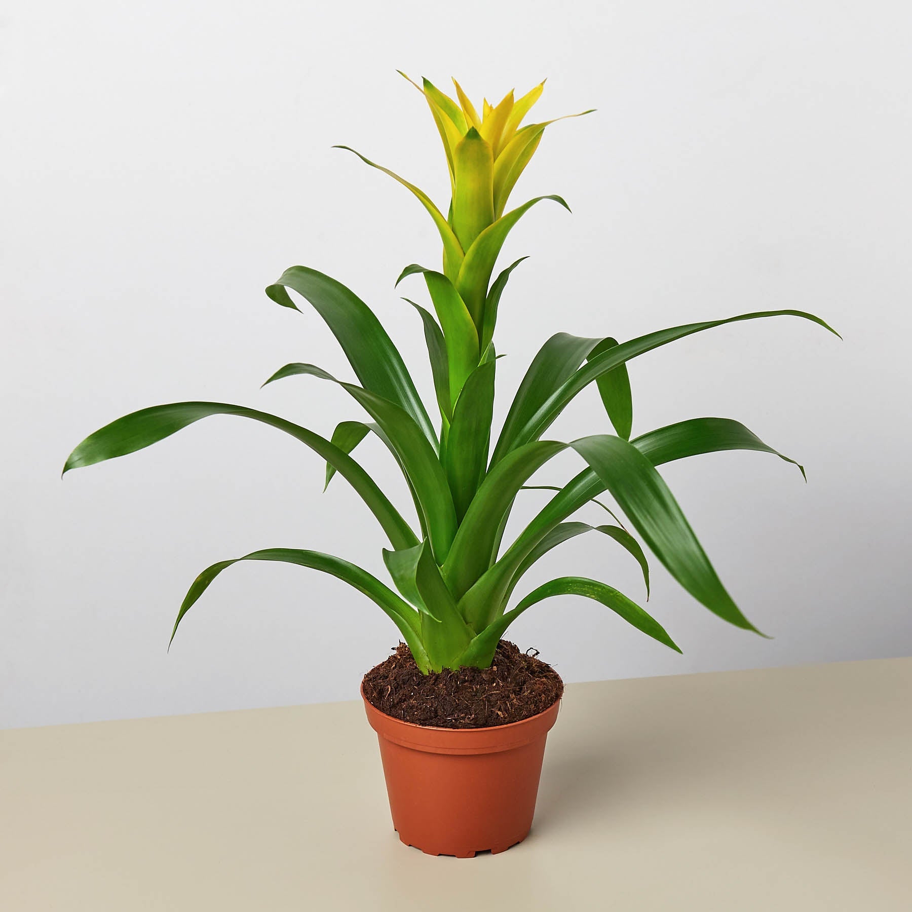 Bromeliad Guzmania 'Yellow' - 4" Pot-Indoor Plants-The Succulent Source