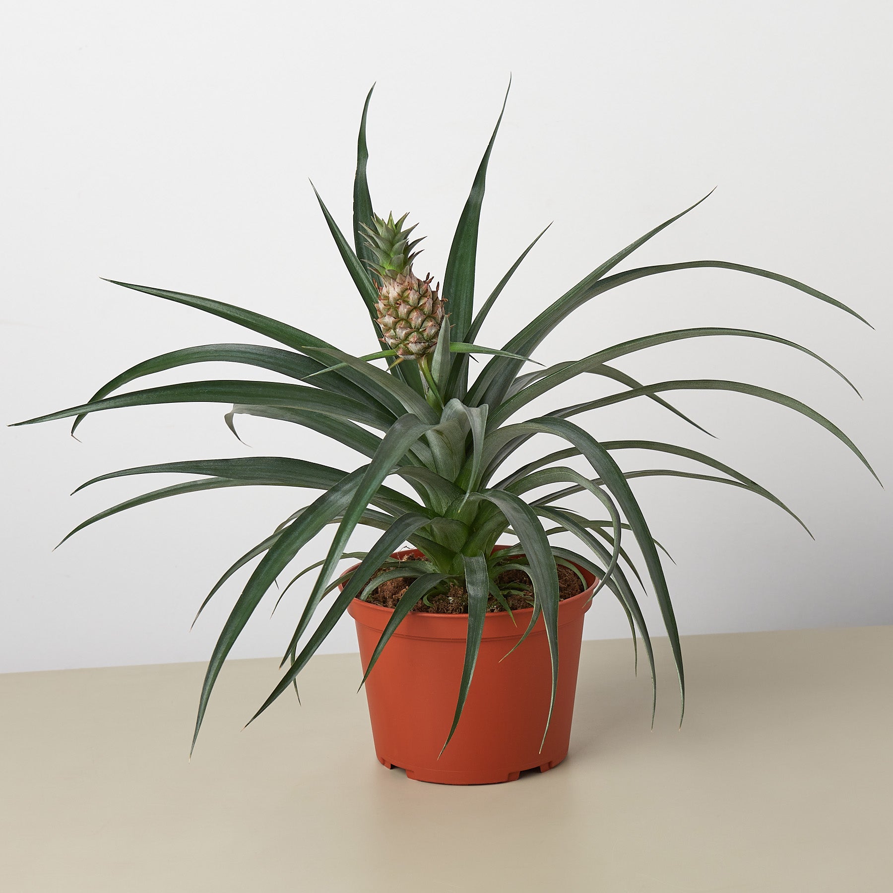 Bromeliad 'Yellow Pineapple' - 6" Pot-Indoor Plants-The Succulent Source