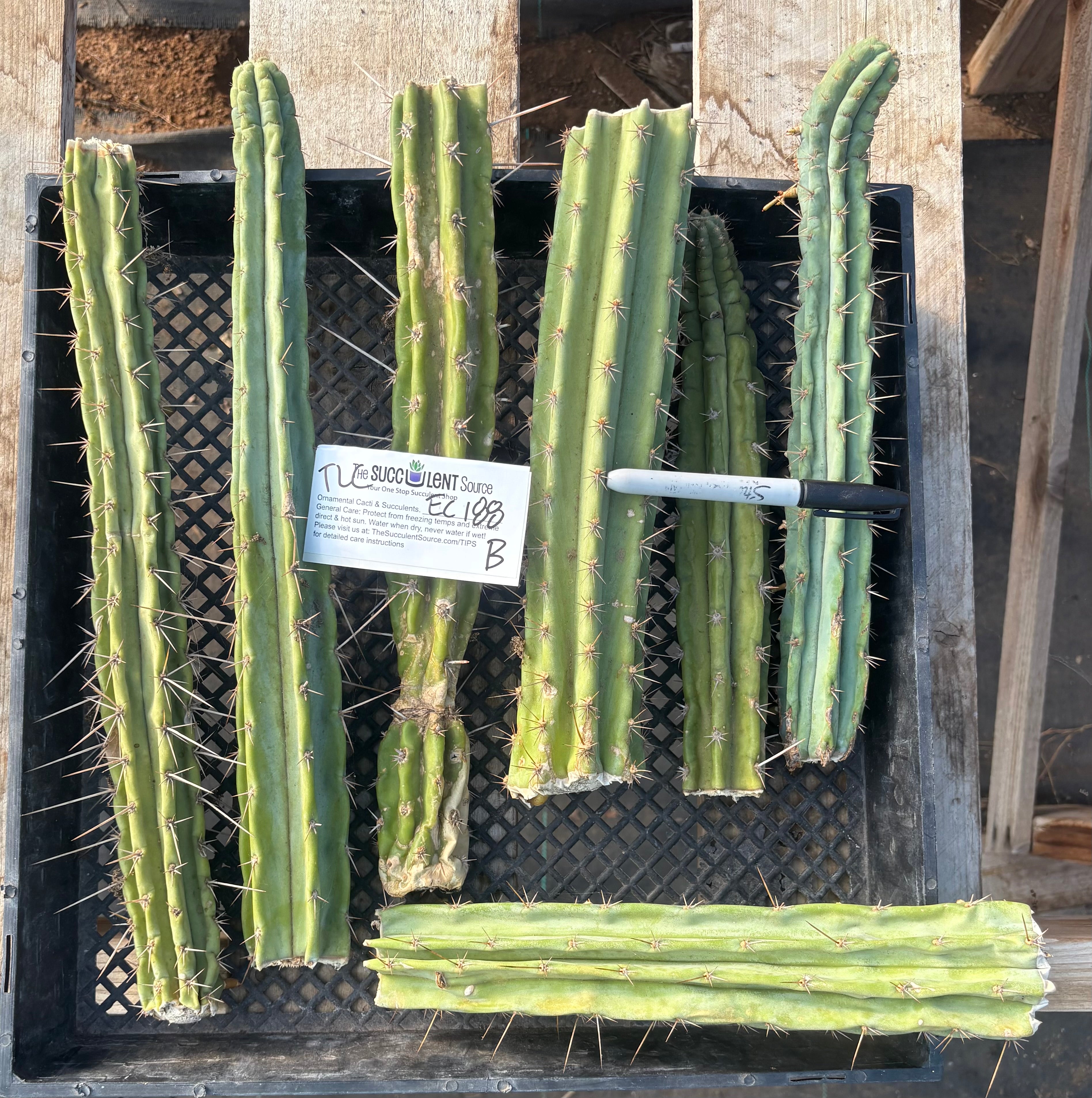 #EC188 EXACT Trichocereus TLC Bargain MIXED Cactus Cutting Lot