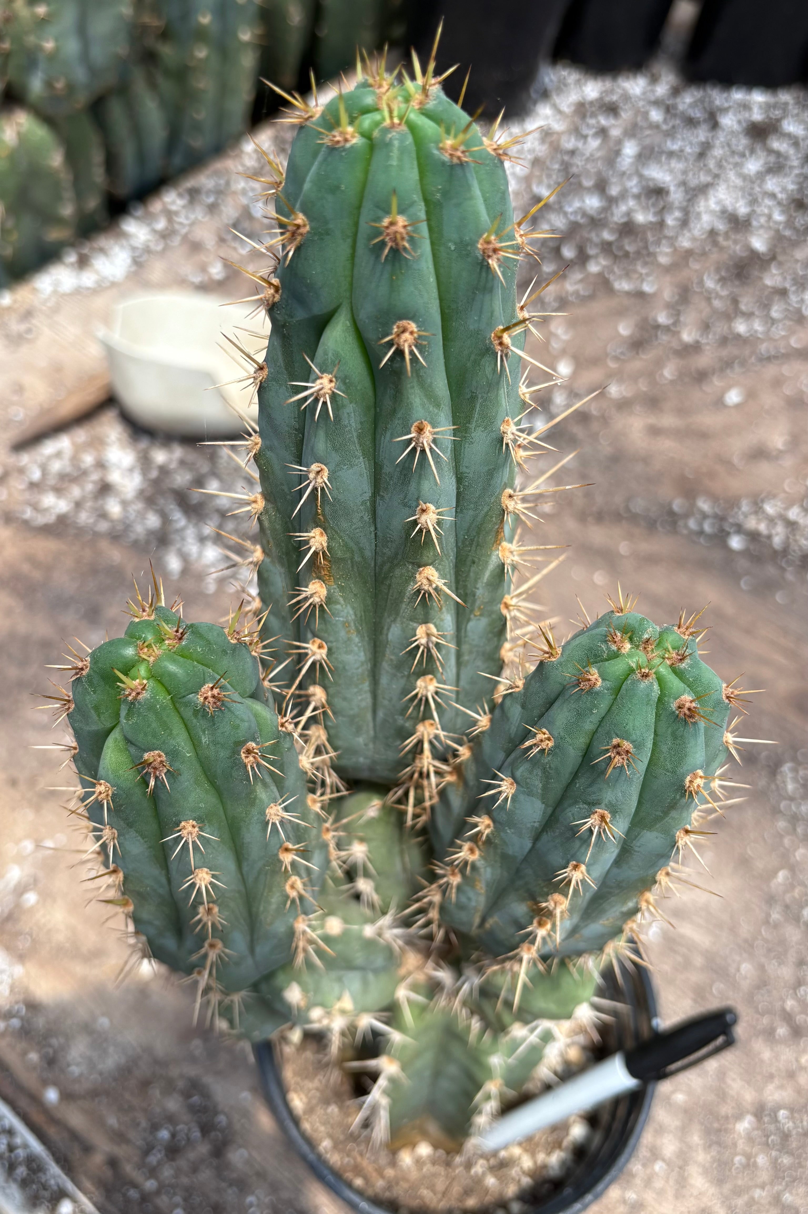 #EC376 EXACT Trichocereus Beautiful potted specimen 17.5”