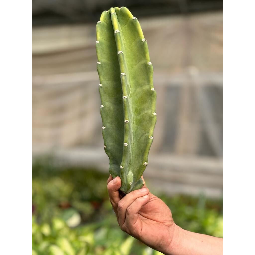 Cactus Cereus Peruvianus - 1.5 FT-Succulents and Cacti-The Succulent Source
