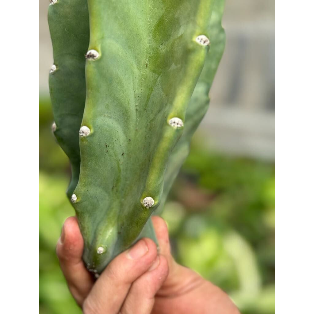 Cactus Cereus Peruvianus - 1.5 FT-Succulents and Cacti-The Succulent Source