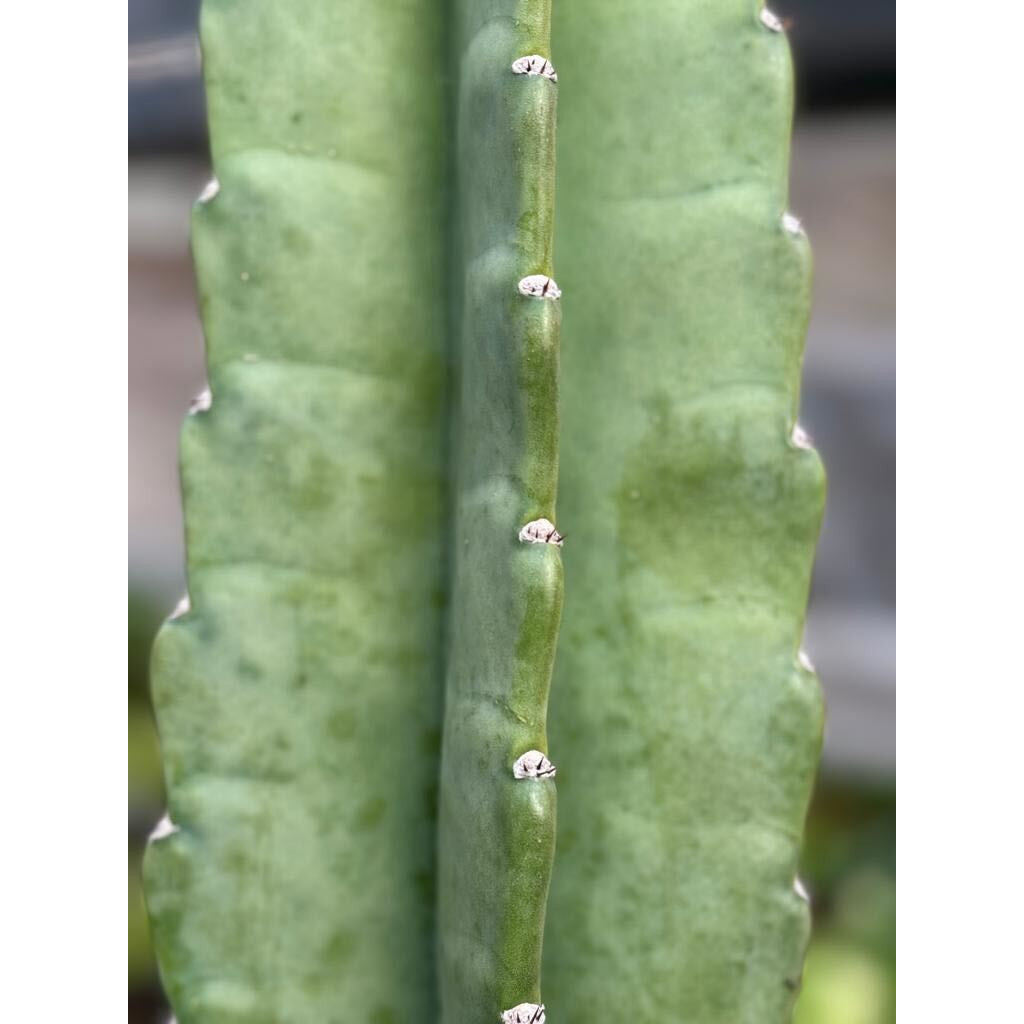 Cactus Cereus Peruvianus - 3 FT-Succulents and Cacti-The Succulent Source