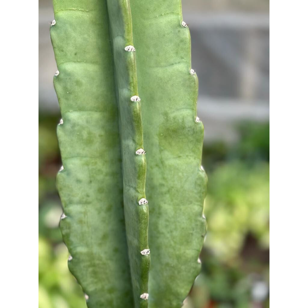 Cactus Cereus Peruvianus - 3 FT-Succulents and Cacti-The Succulent Source