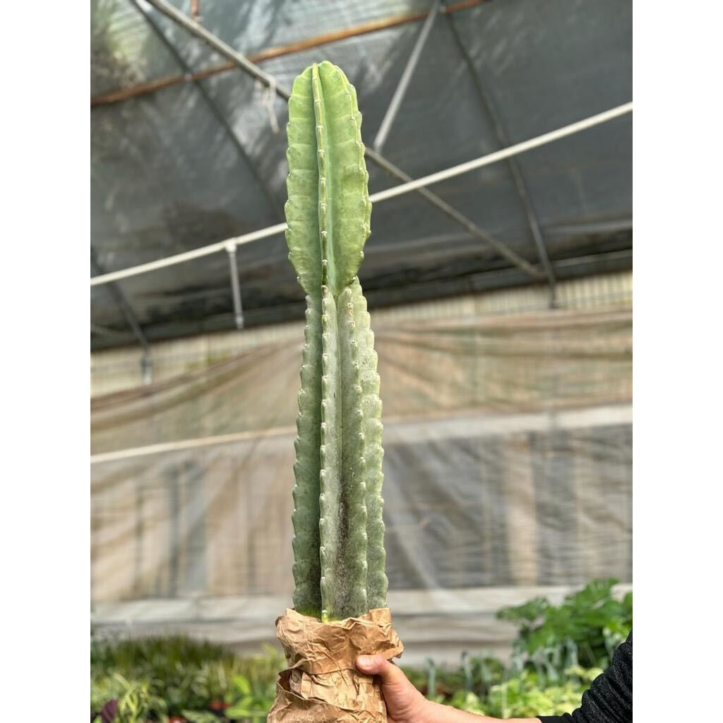 Cactus Cereus Peruvianus - 3 FT-Succulents and Cacti-The Succulent Source