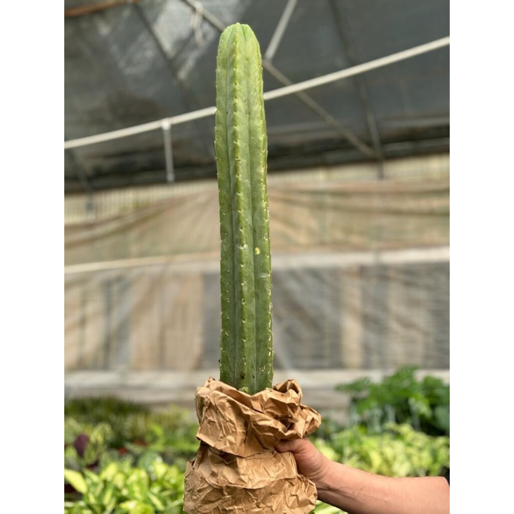 san pedro cactus echinopsis pachanoi Cactus Echinopsis Pachanoi