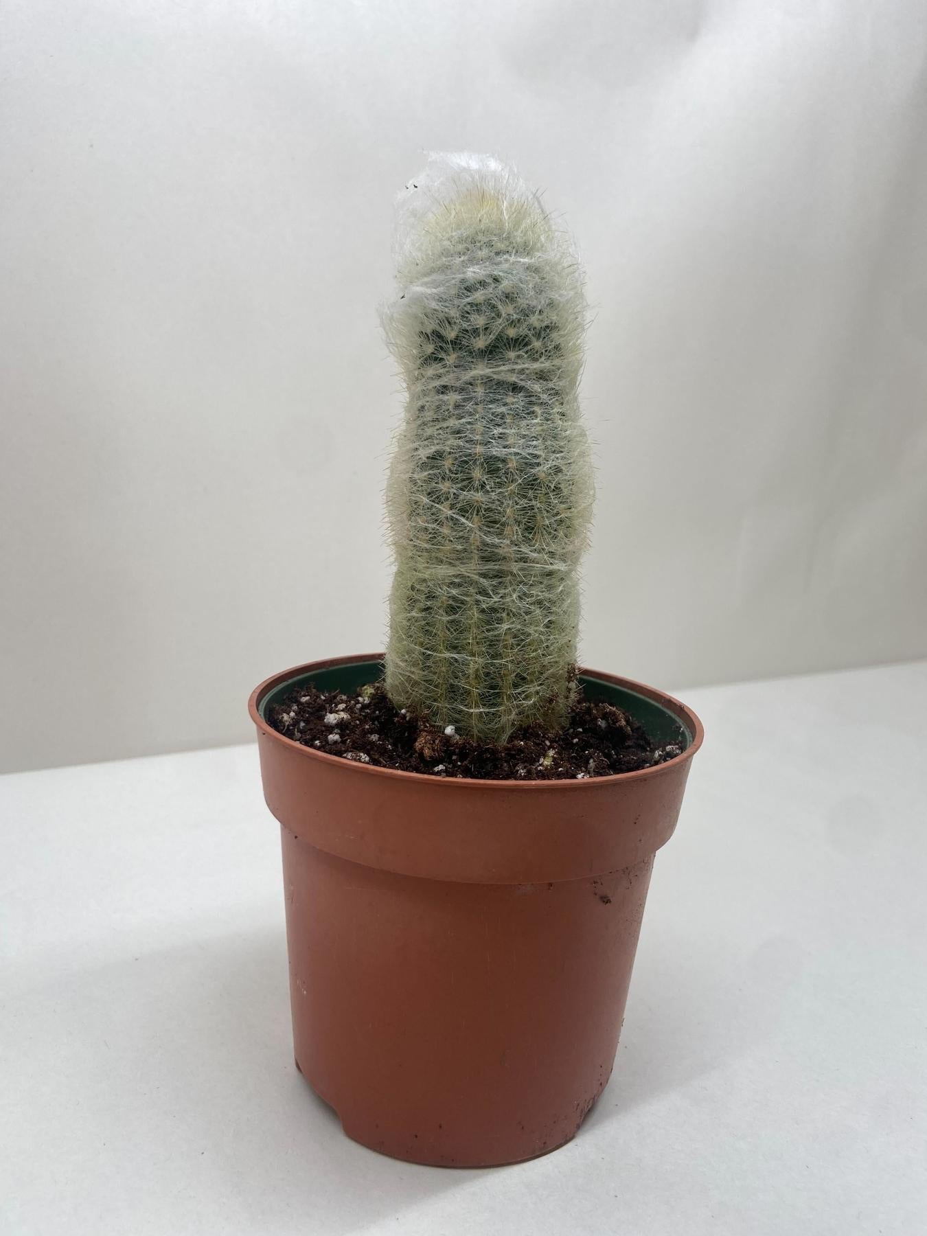 Cactus 'Old Man'-Indoor Plants-The Succulent Source