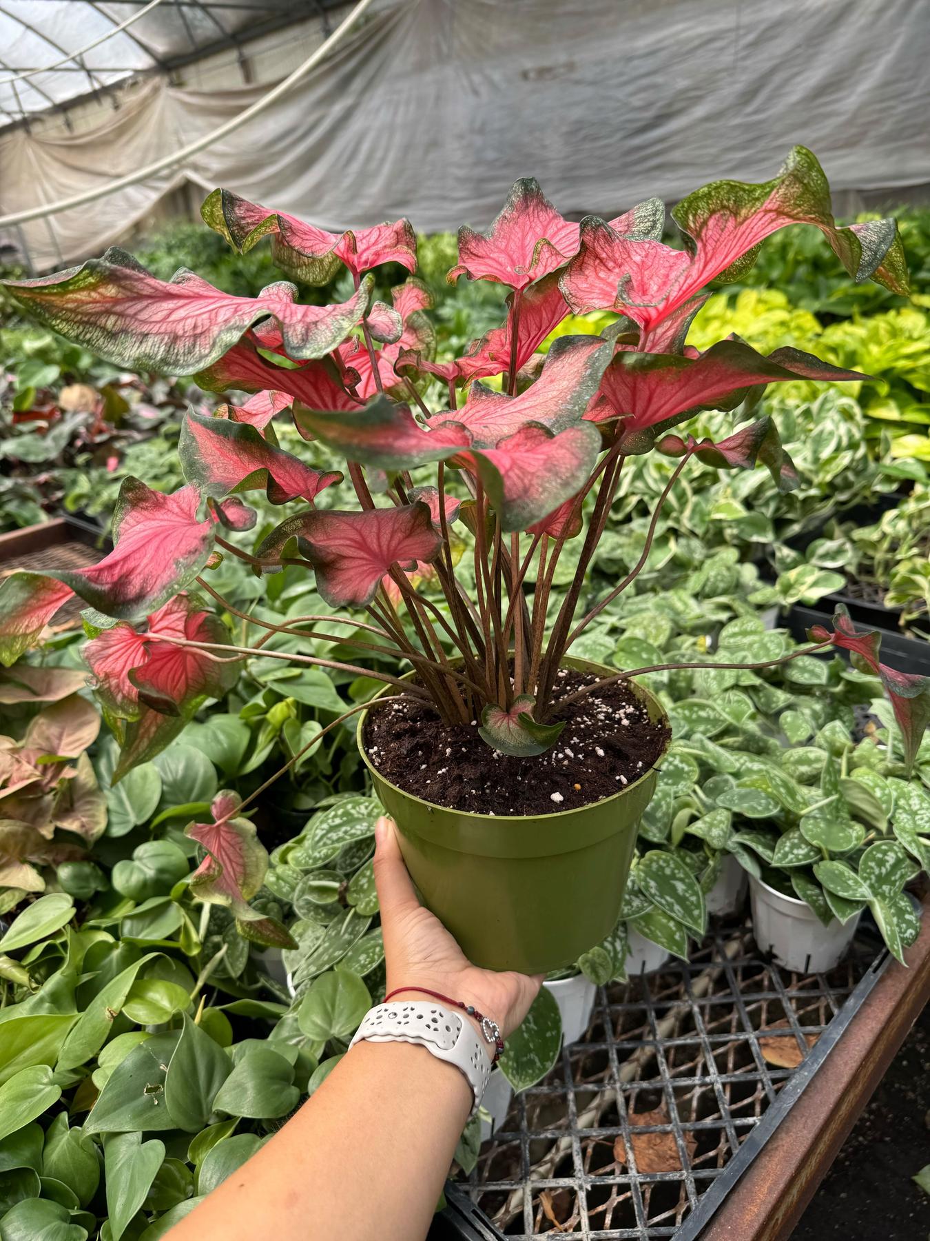 Caladium Red Flash-The Succulent Source