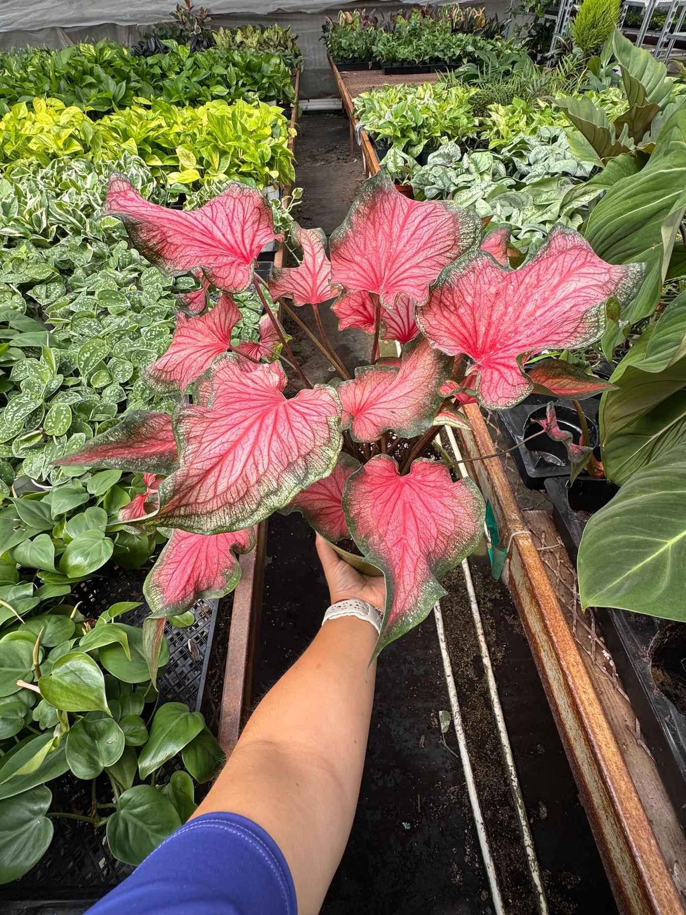 Caladium Red Flash-The Succulent Source