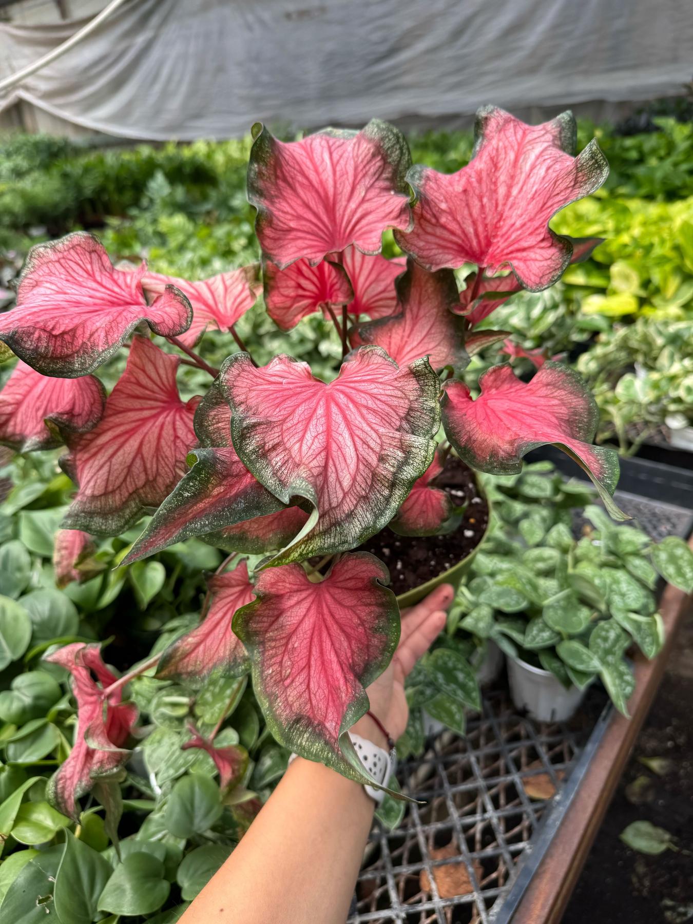 Caladium Red Flash-The Succulent Source