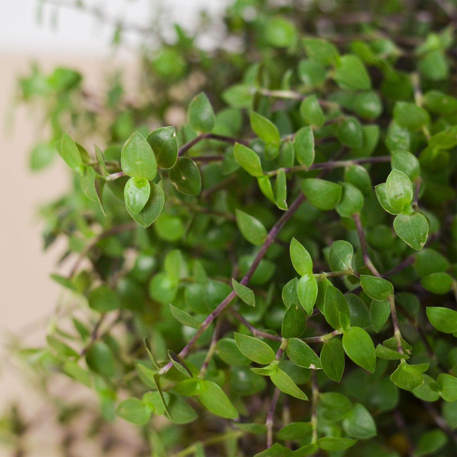 Calasia Repens-Indoor Plants-The Succulent Source