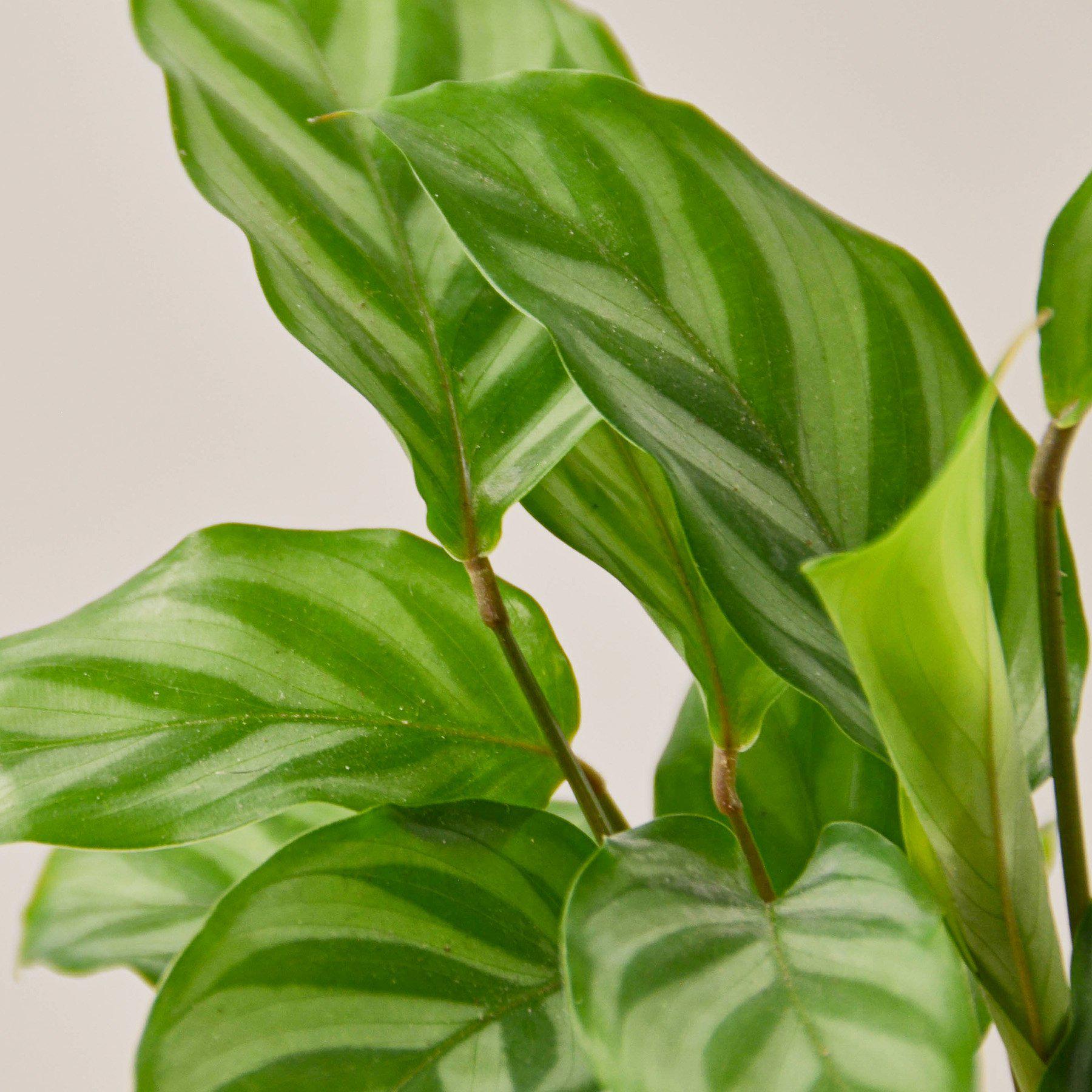 Calathea Concinna 'Freddie'-Indoor Plants-The Succulent Source