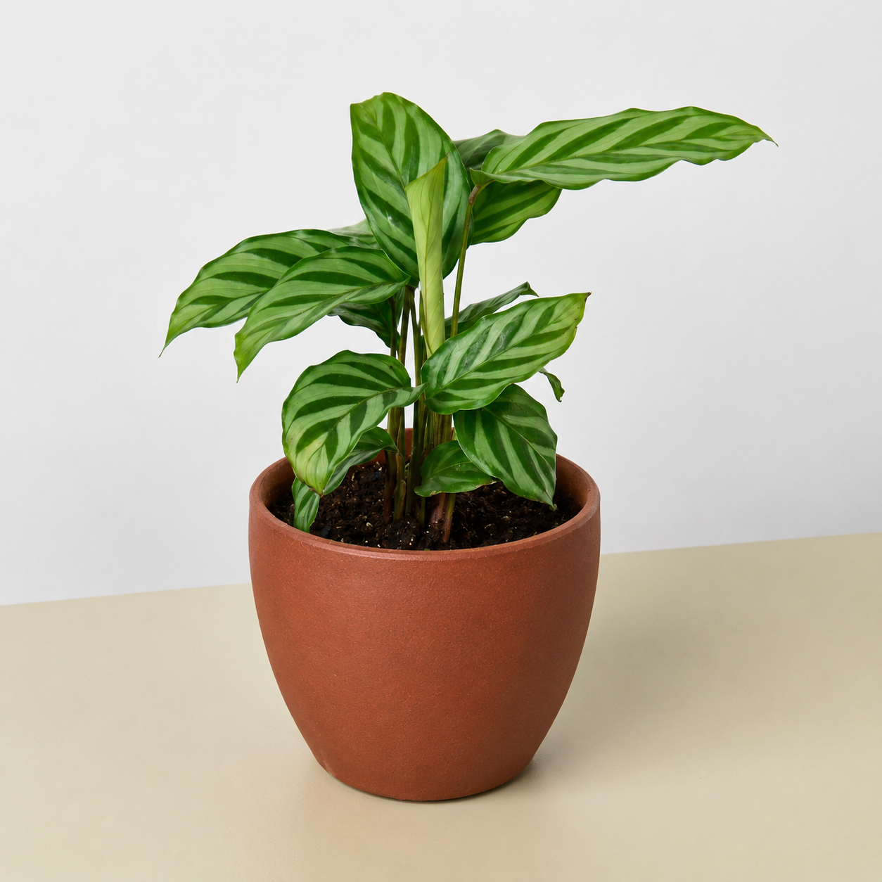 Calathea Concinna 'Freddie'-Indoor Plants-The Succulent Source