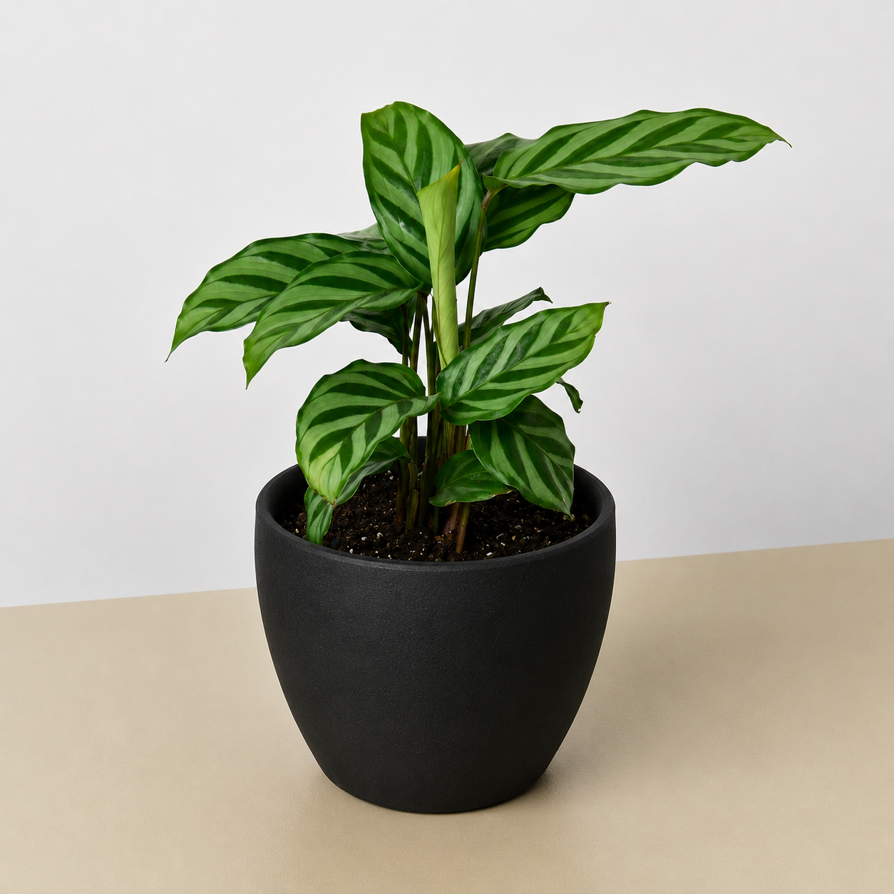 Calathea Concinna 'Freddie'-Indoor Plants-The Succulent Source