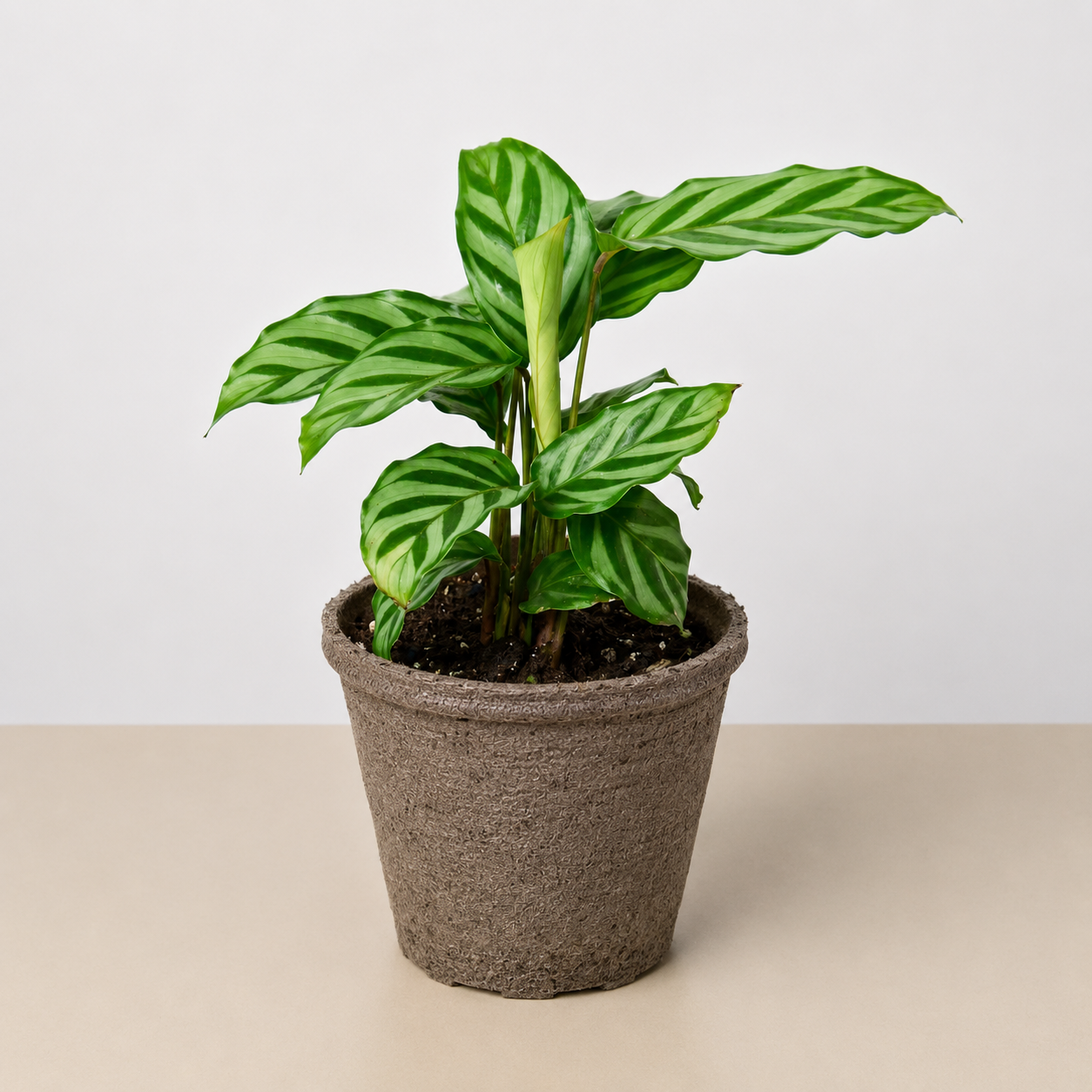 Calathea Concinna 'Freddie'-Indoor Plants-The Succulent Source