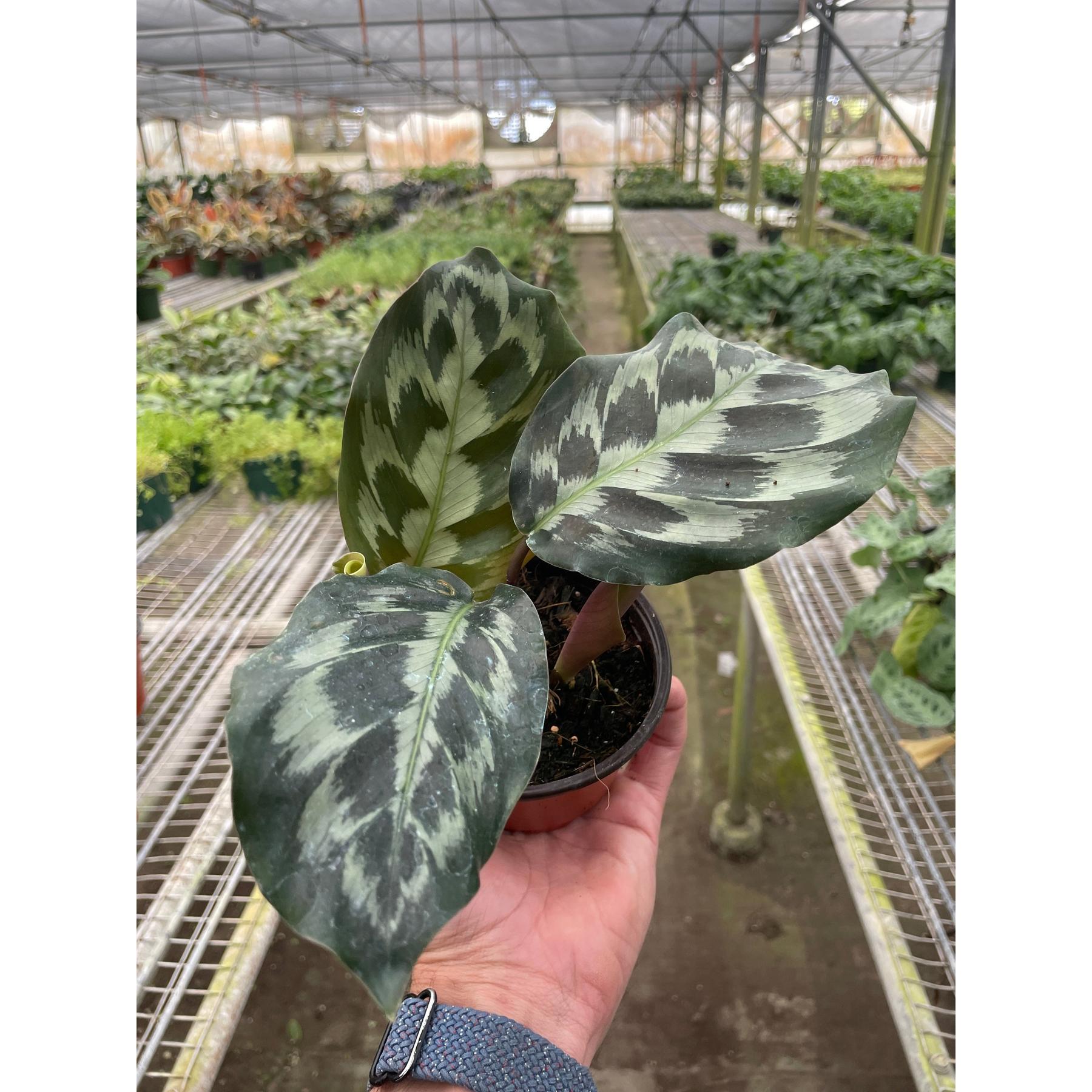 Calathea 'Kennedy'-Indoor Plants-The Succulent Source