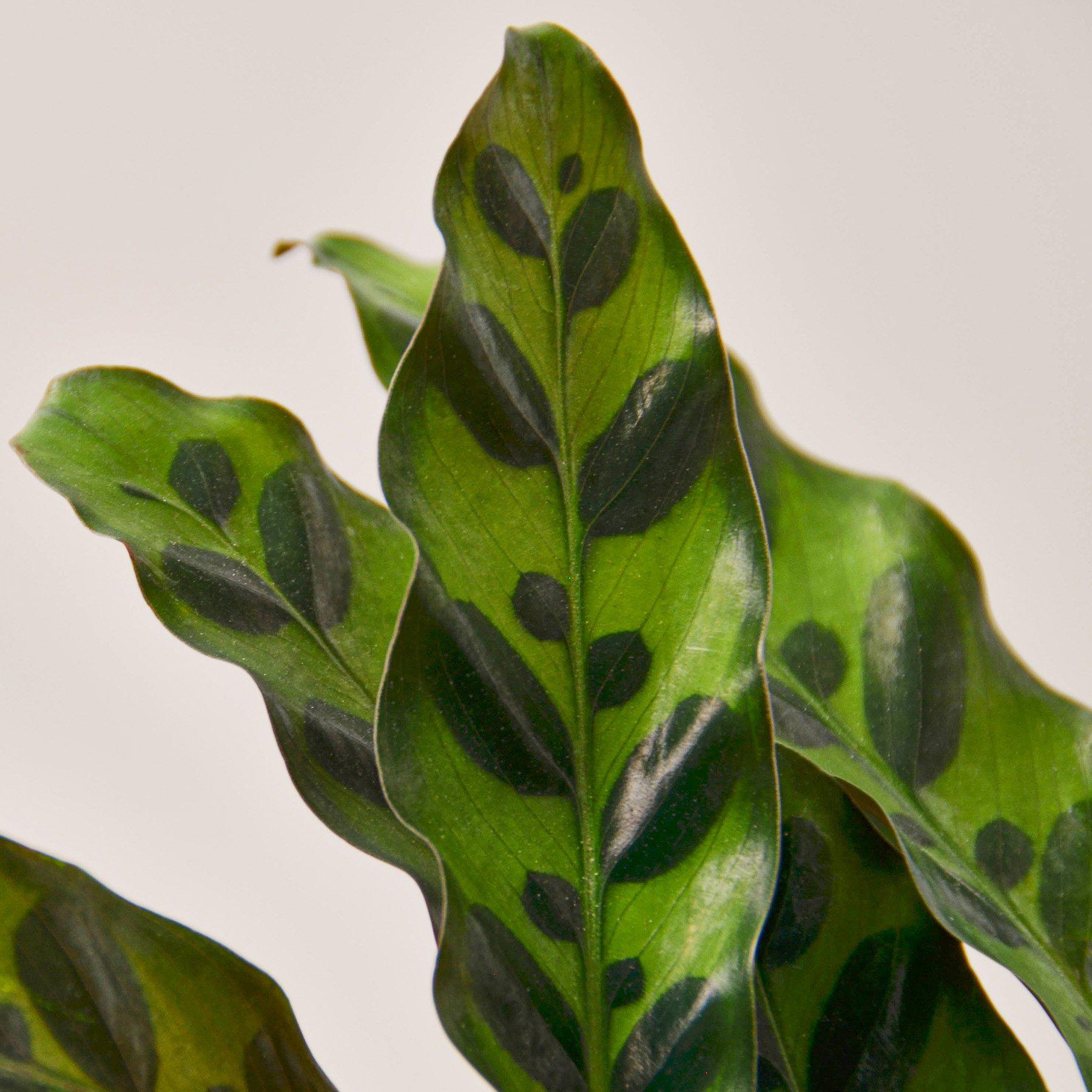 Calathea Lancifolia 'Rattlesnake'-Indoor Plants-The Succulent Source