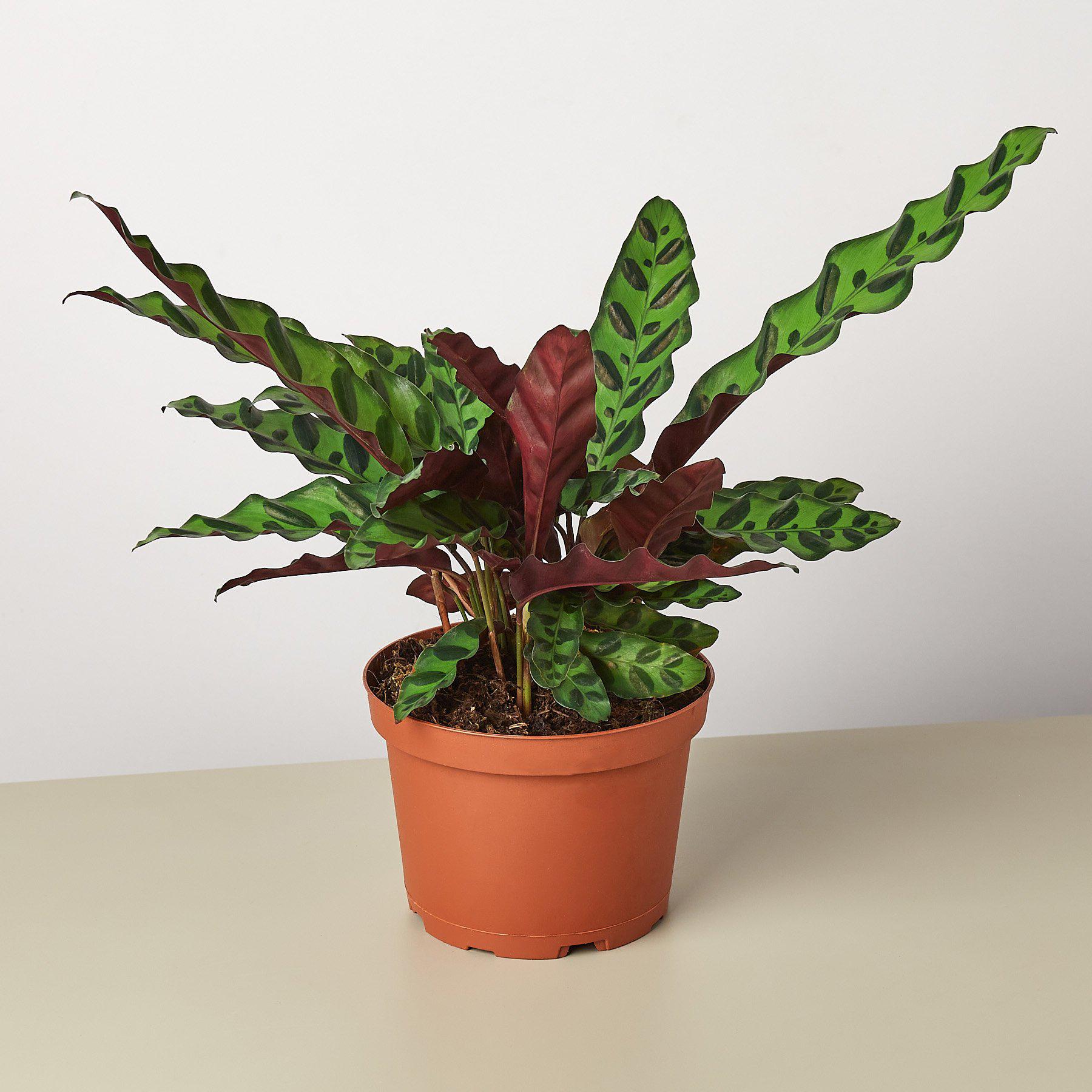 Calathea Lancifolia 'Rattlesnake'-Indoor Plants-The Succulent Source