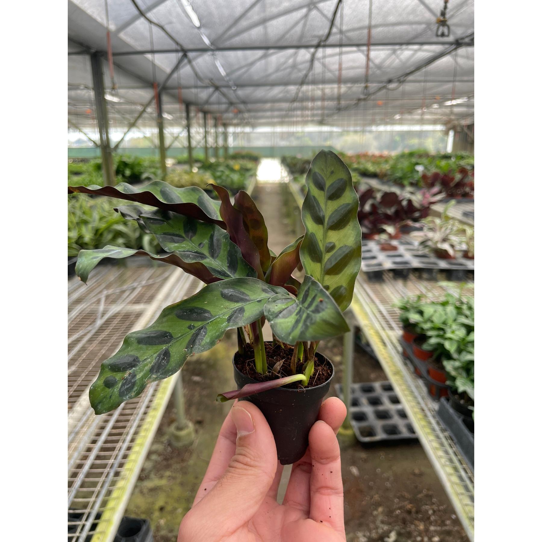 Calathea Lancifolia 'Rattlesnake'-Indoor Plants-The Succulent Source